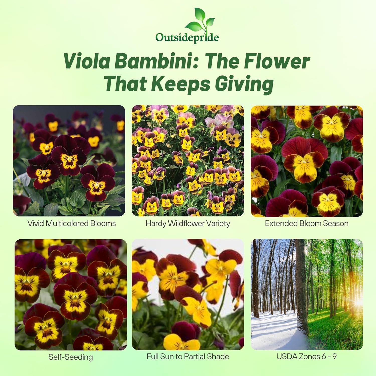 Viola Bambini Garden Flower Mix