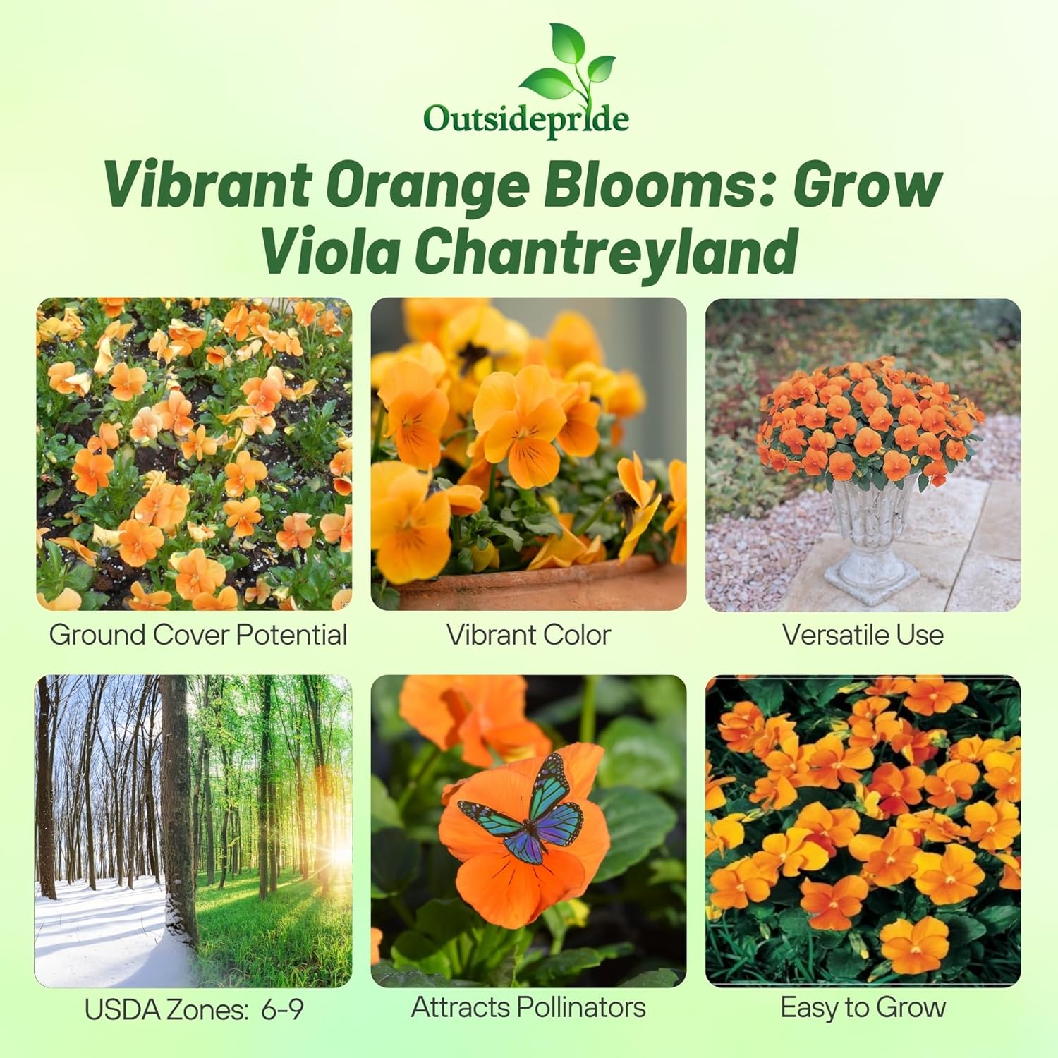 Viola Chantreyland Flower seeds