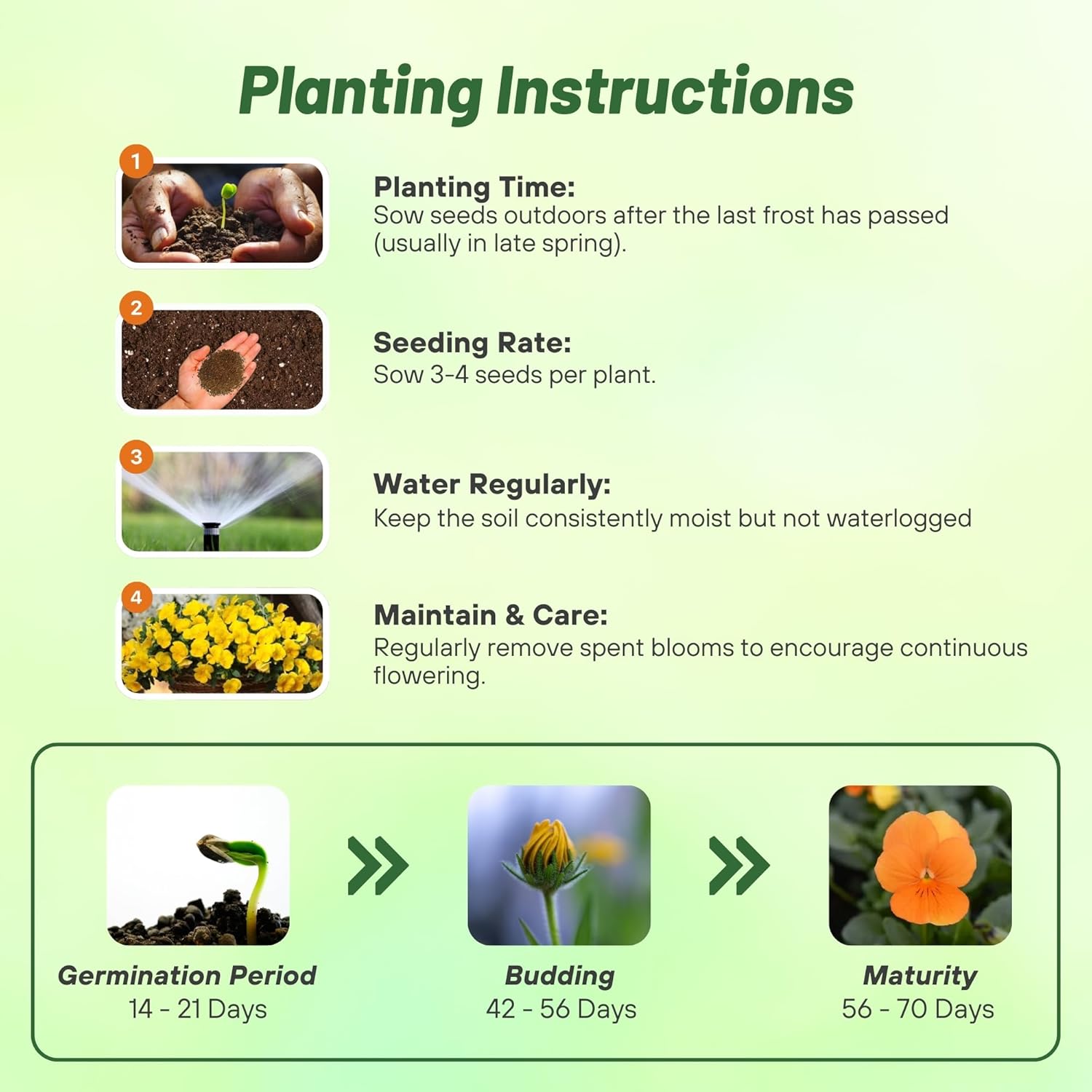 Viola Cornuta Large Chantreyland Planting Directions