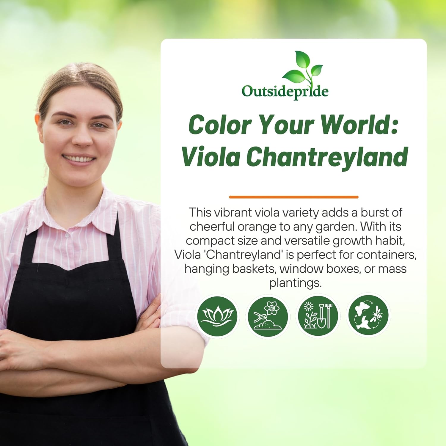 Viola Chantreyland Flowers