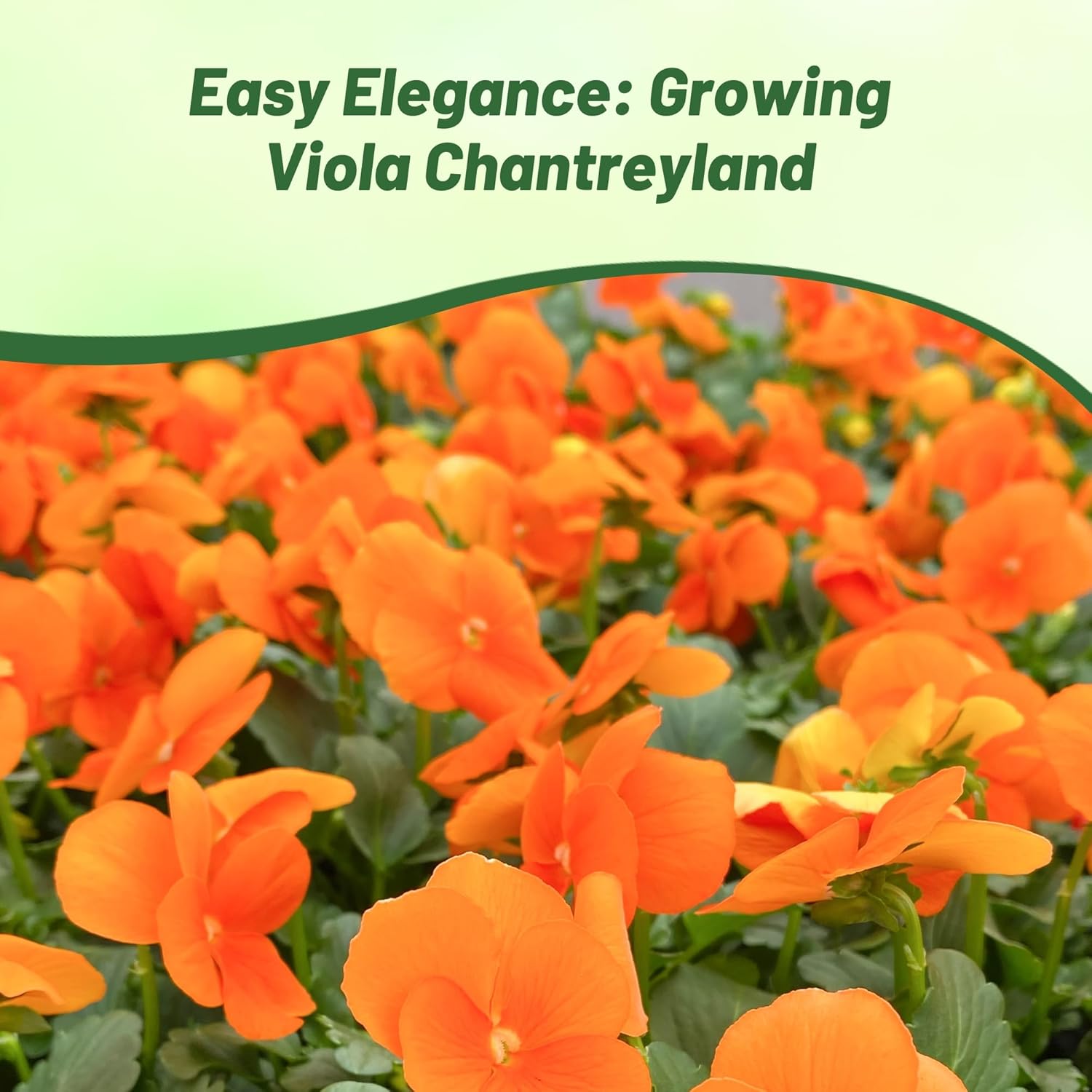 Viola Cornuta Large Chantreyland Flower Bed