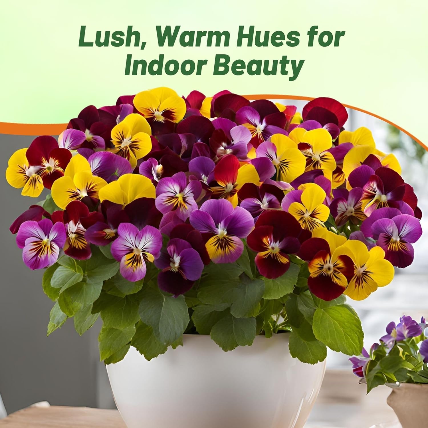 Viola Fire Shades Flower Mix