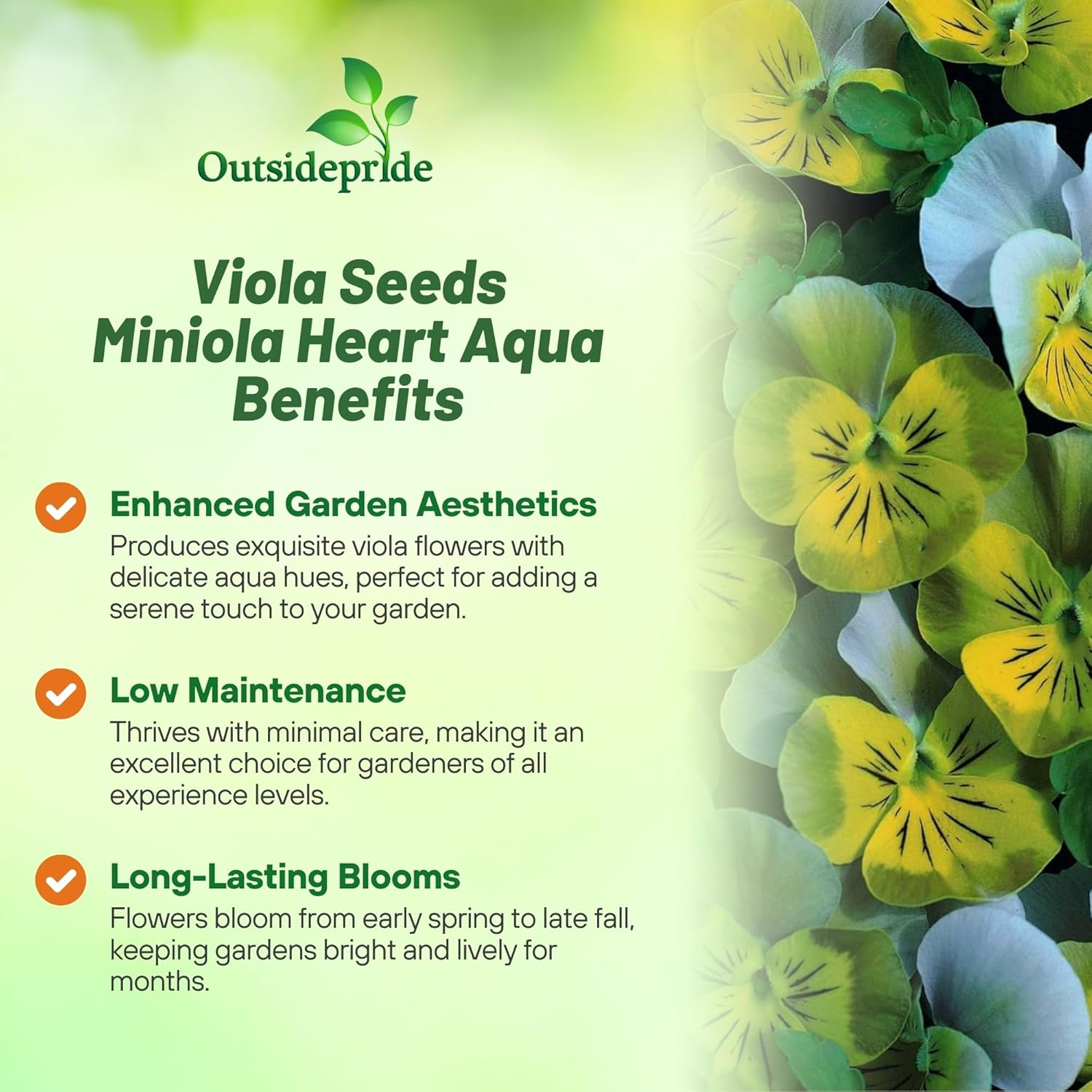 Viola Miniola Heart Aqua Small Flowers