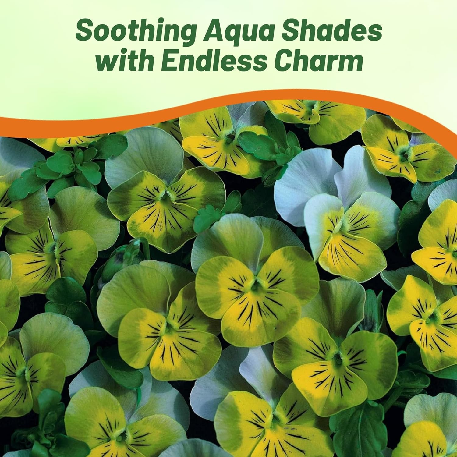 Viola Small Heart Aqua Flower Garden