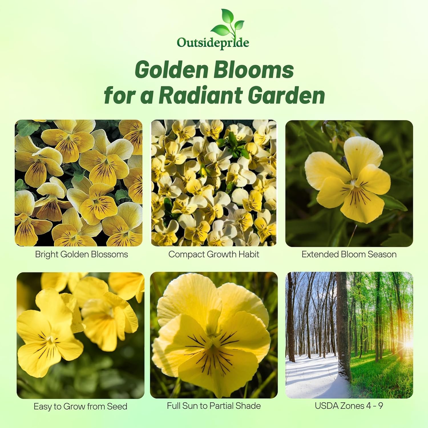 Viola Small Heart Golden Flowers