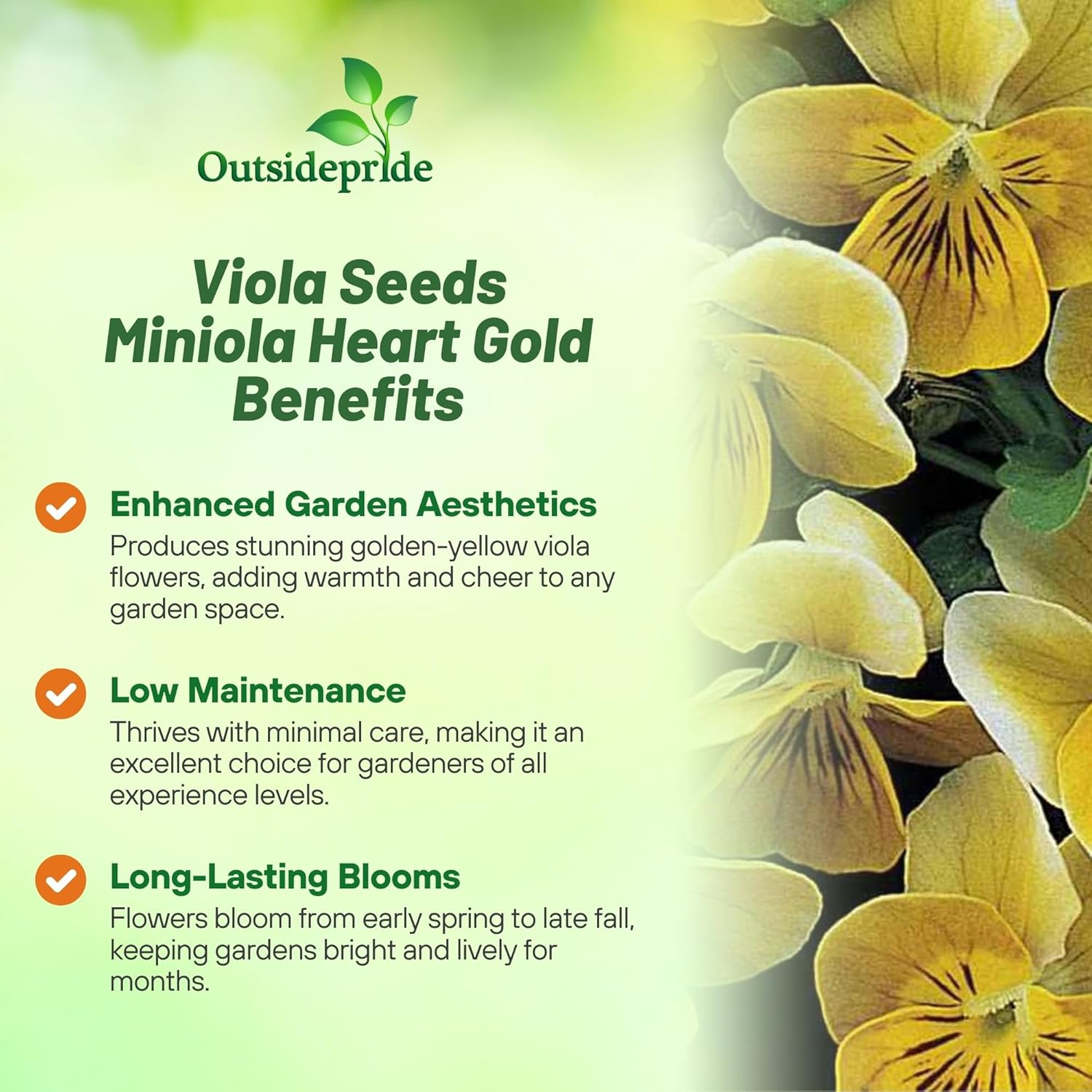 Viola Miniola Heart Gold Flowers