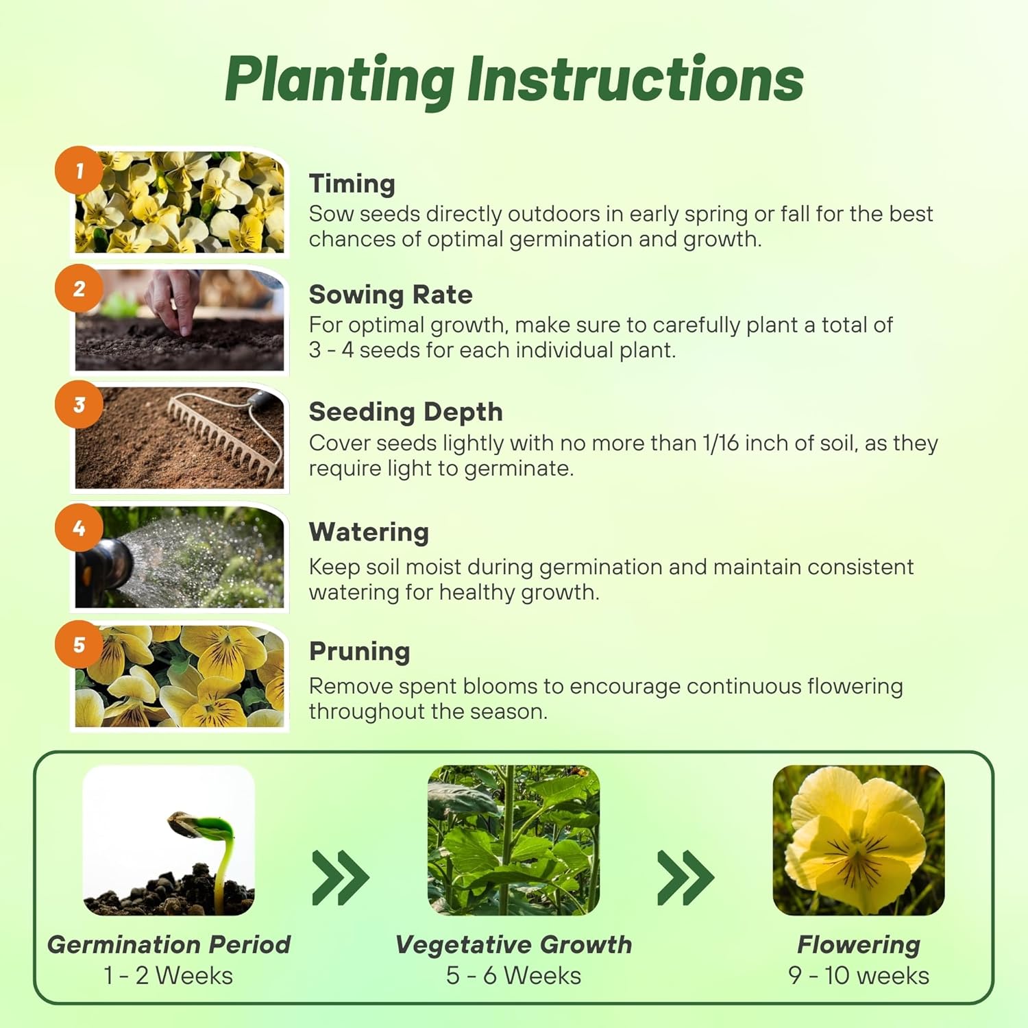 Viola Miniola Heart Gold Planting Directions