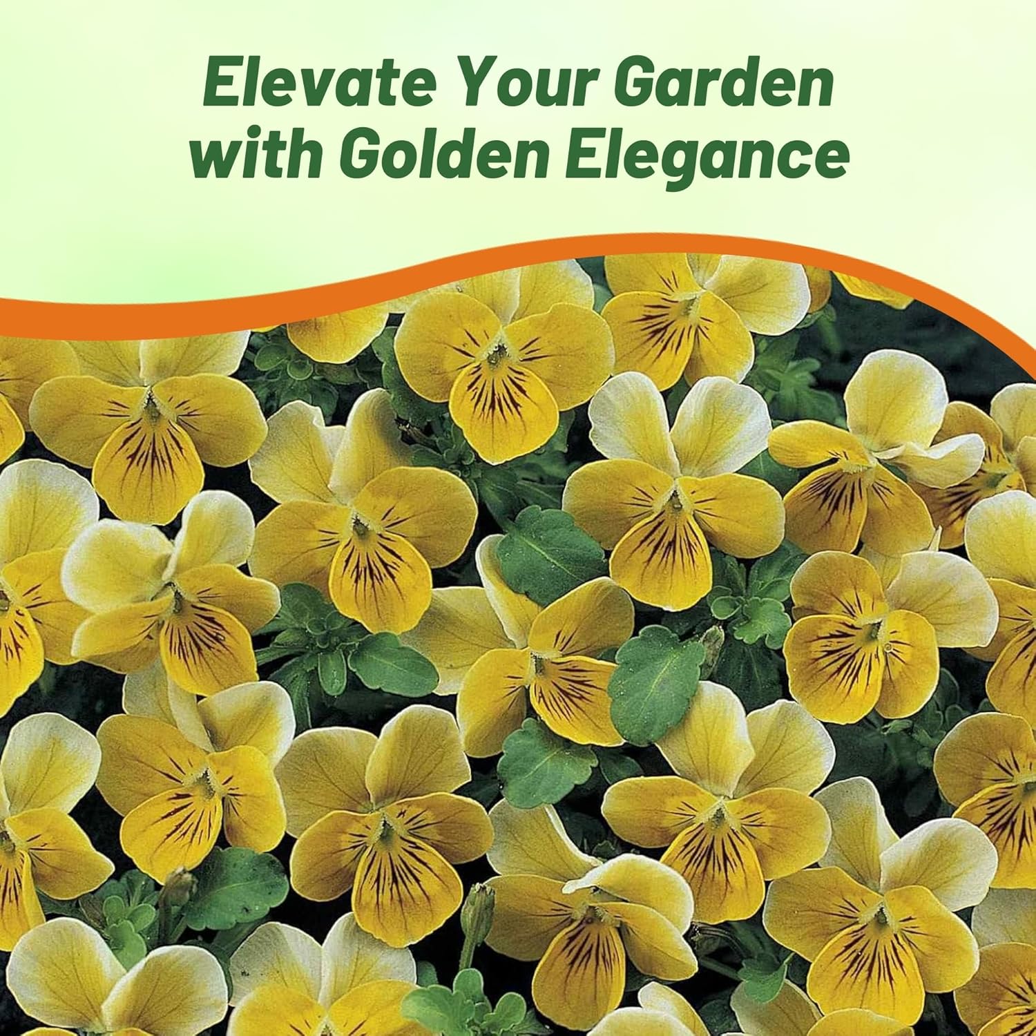 Viola Miniola Heart Gold Flower Garden