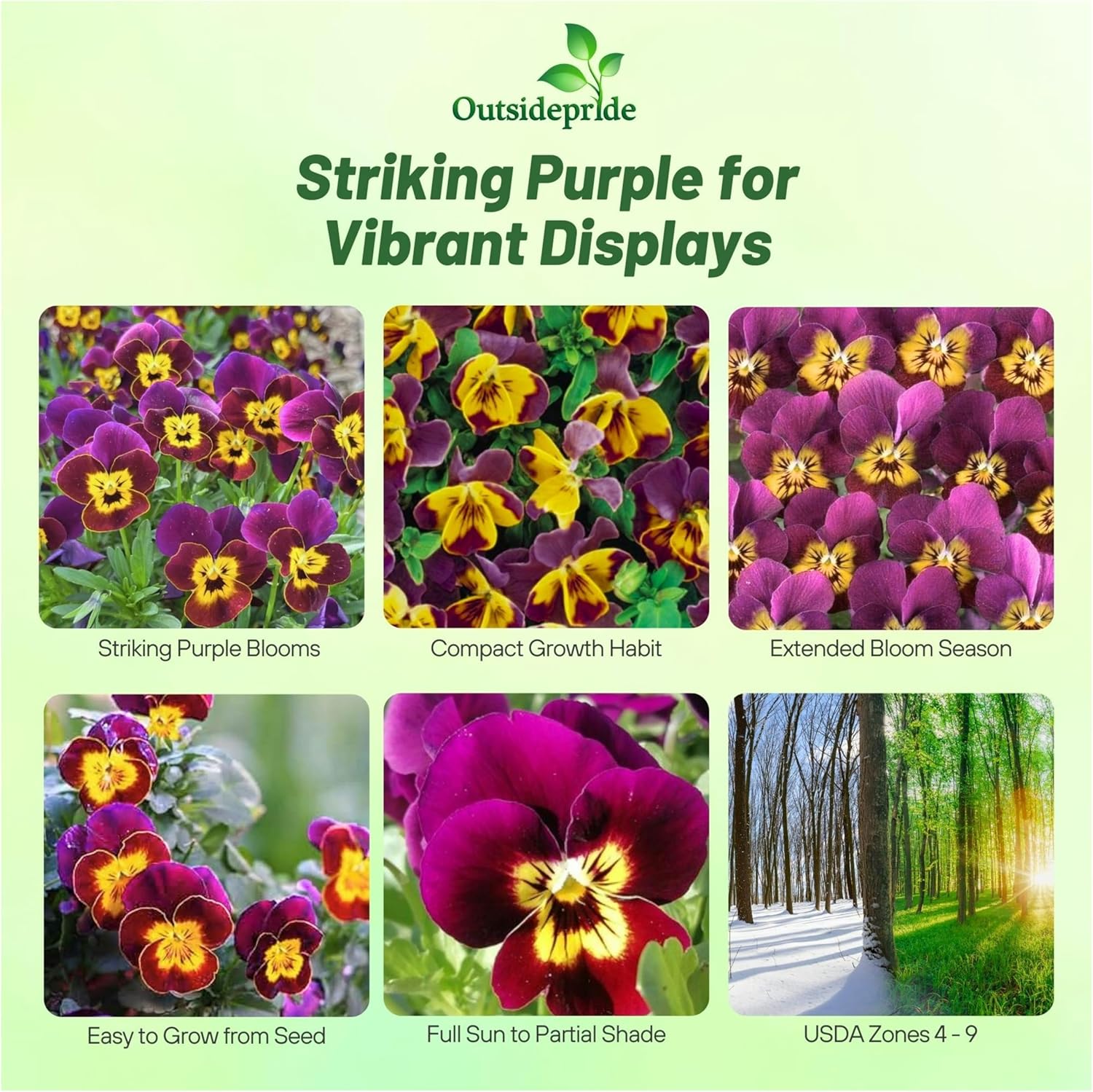 Viola Miniola Heart Purple Container Plants