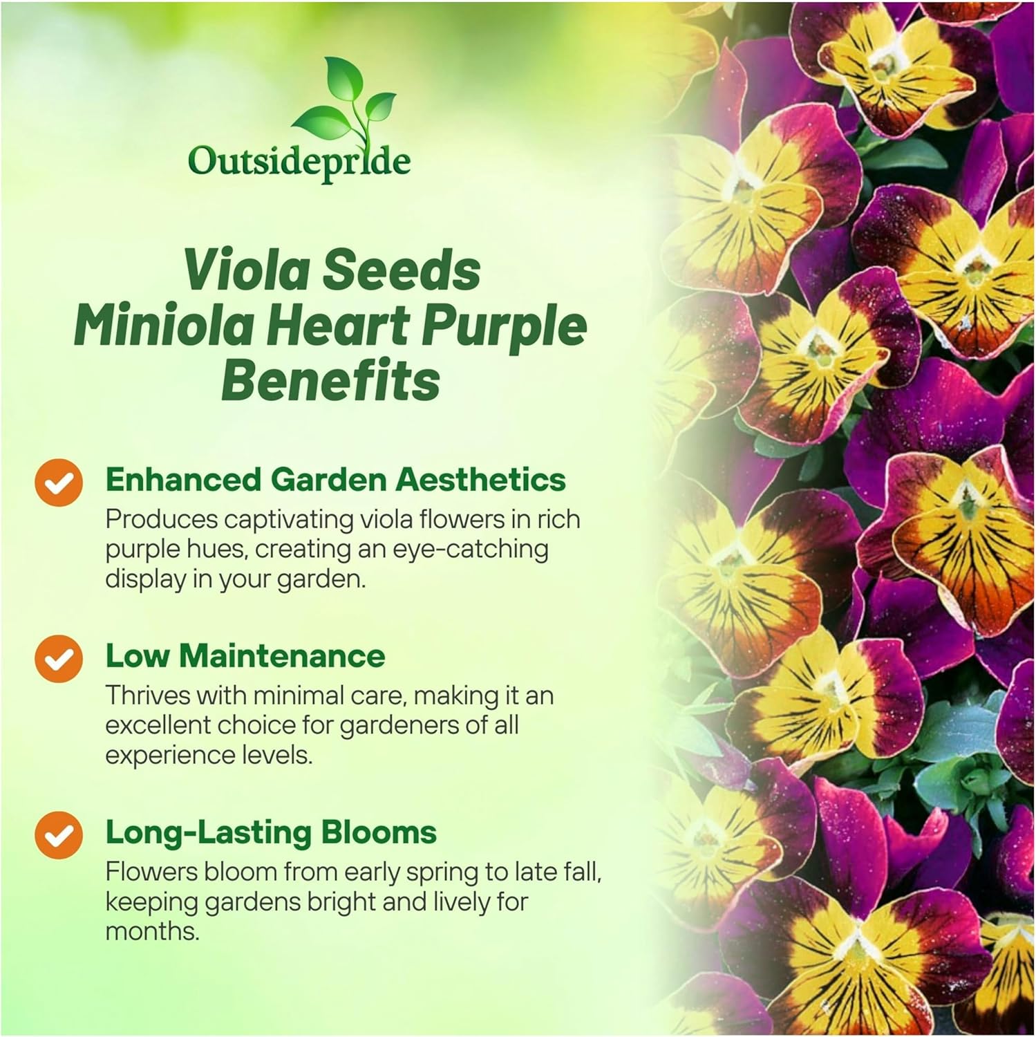 Viola Miniola Heart Purple Small Flowers
