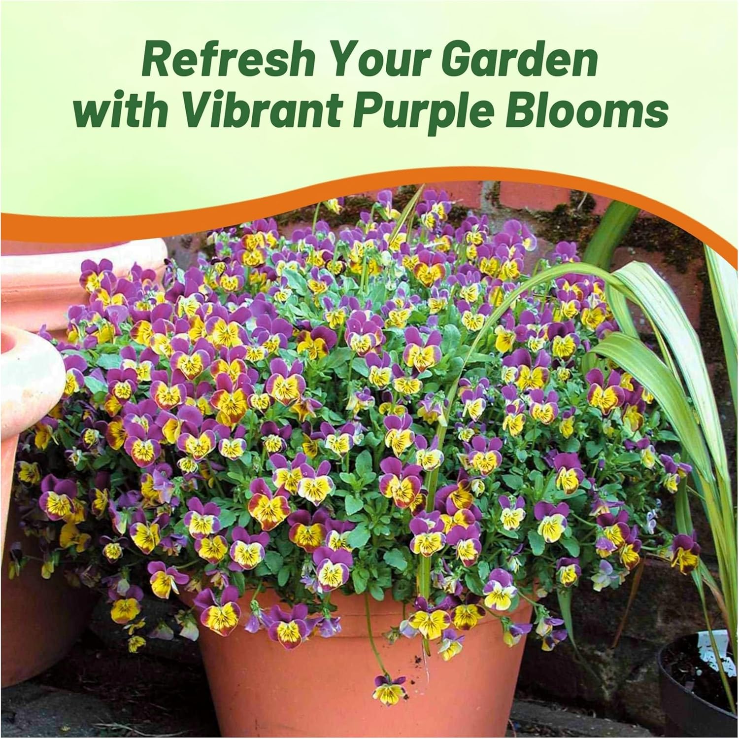Viola Miniola Heart Purple Flower Garden
