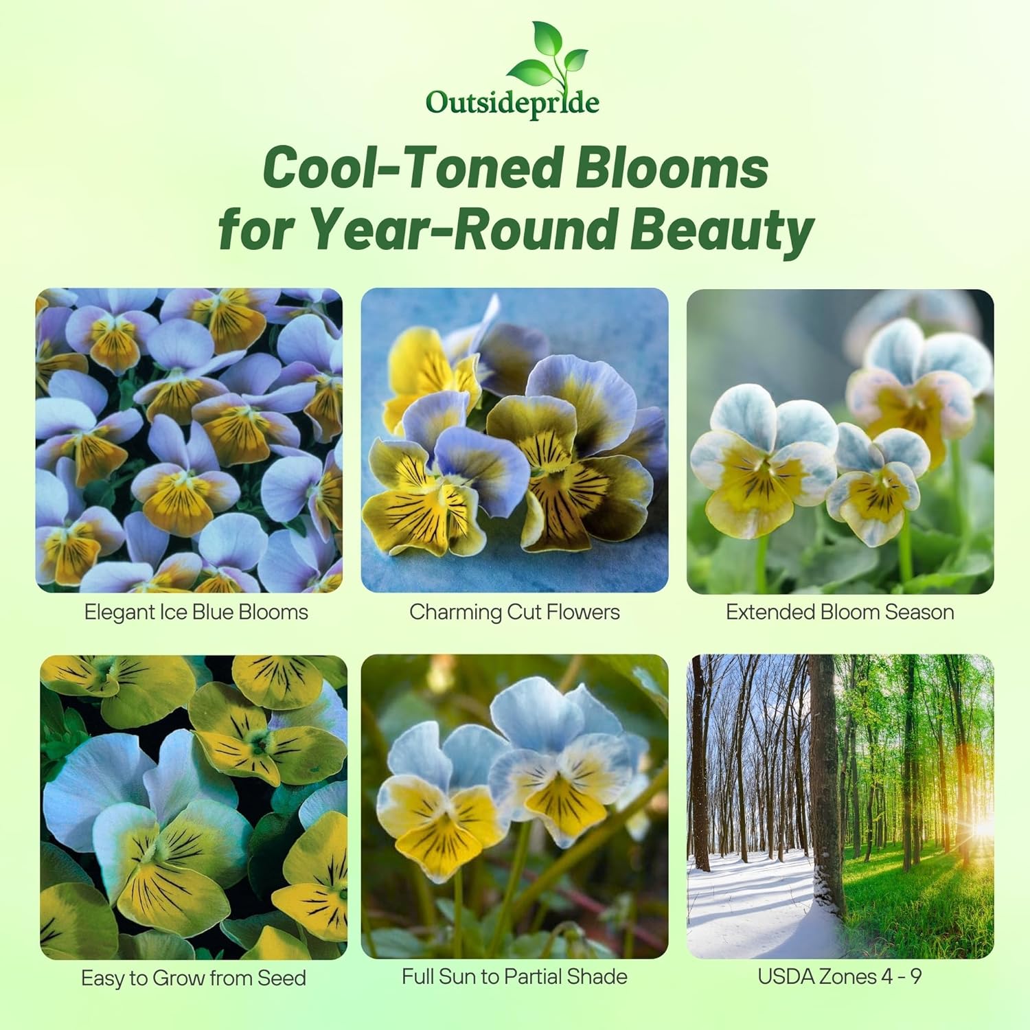 Viola Miniola Heart Ice Blue Plants