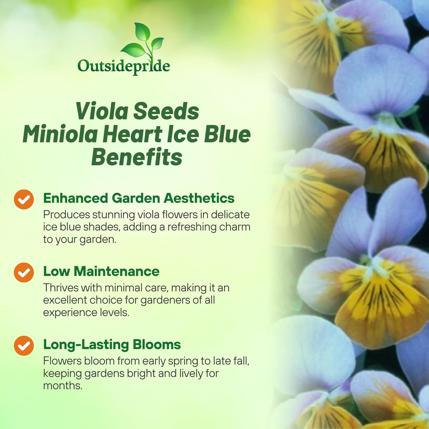 Viola Small Ice Blue Flowers