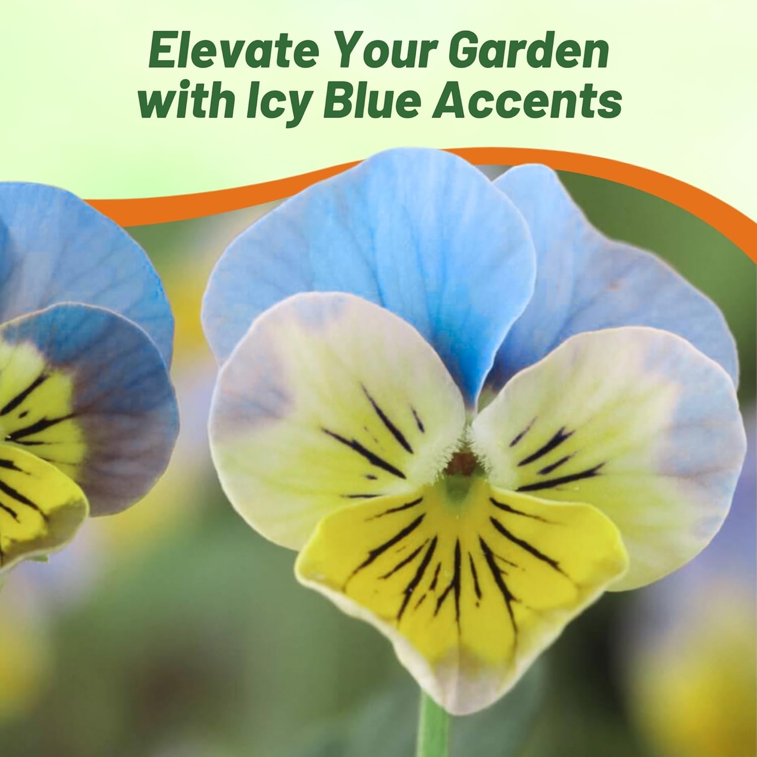 Viola Miniola Heart Ice Blue Flowers