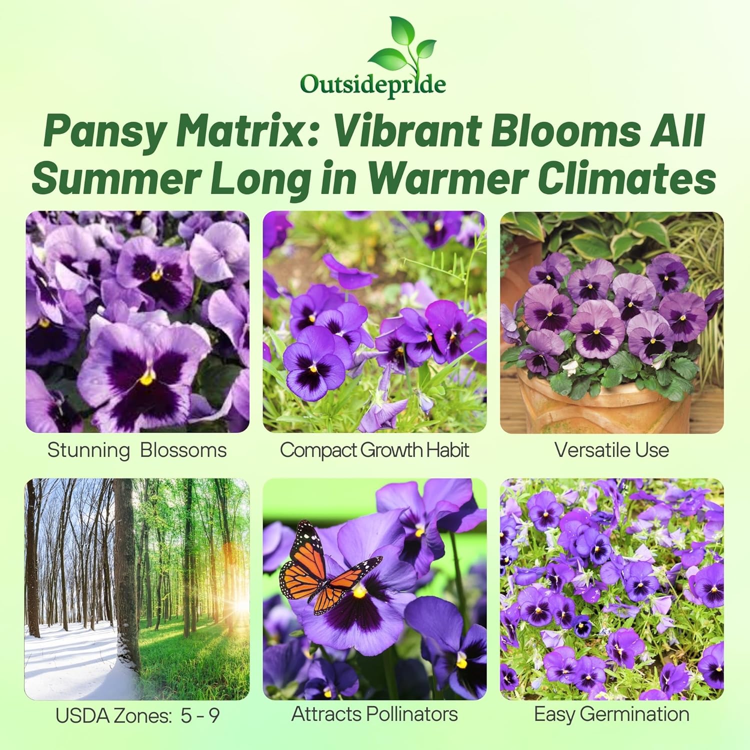 Pansy Matrix Ocean Flower Seeds