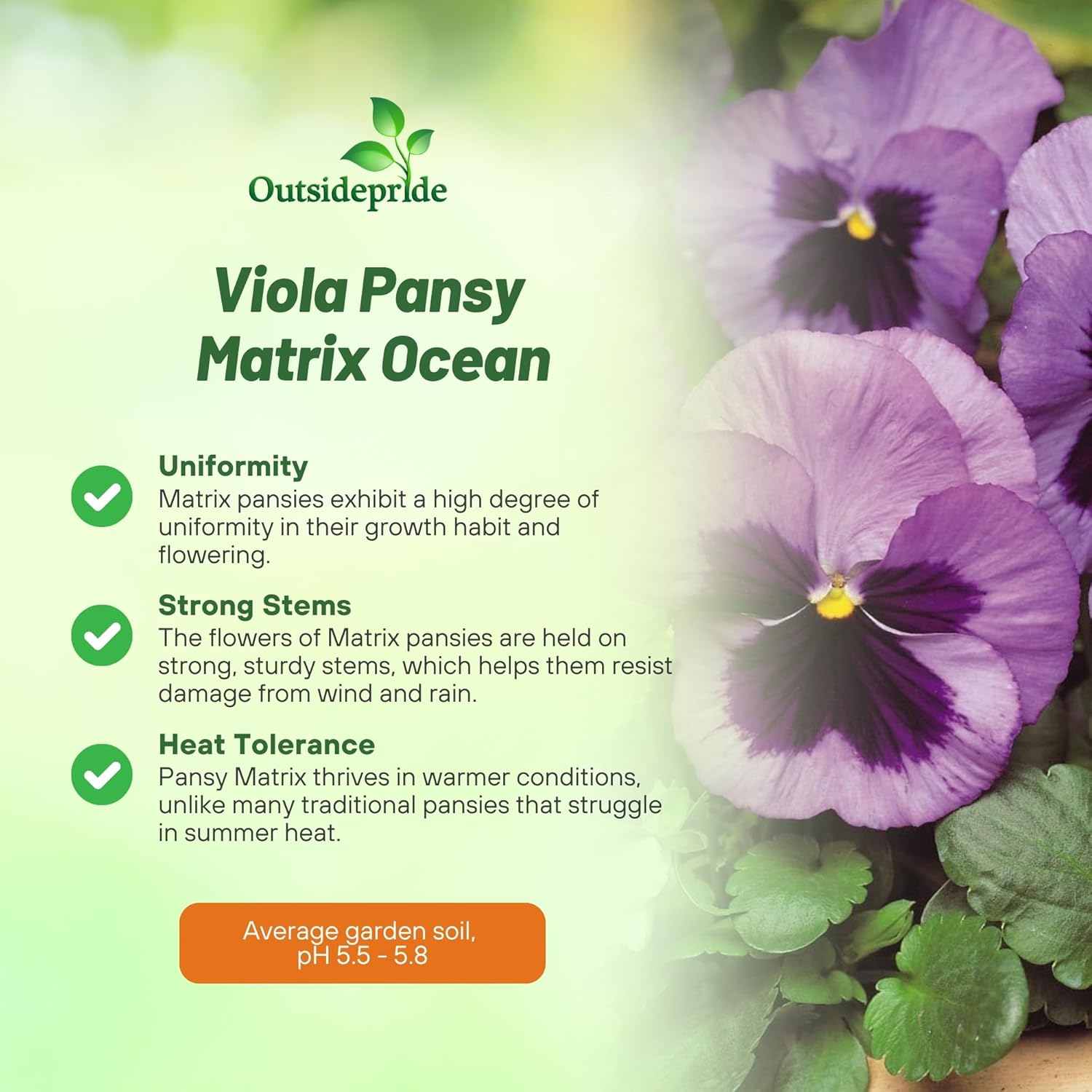 Pansy Matrix Ocean Blue Flowers