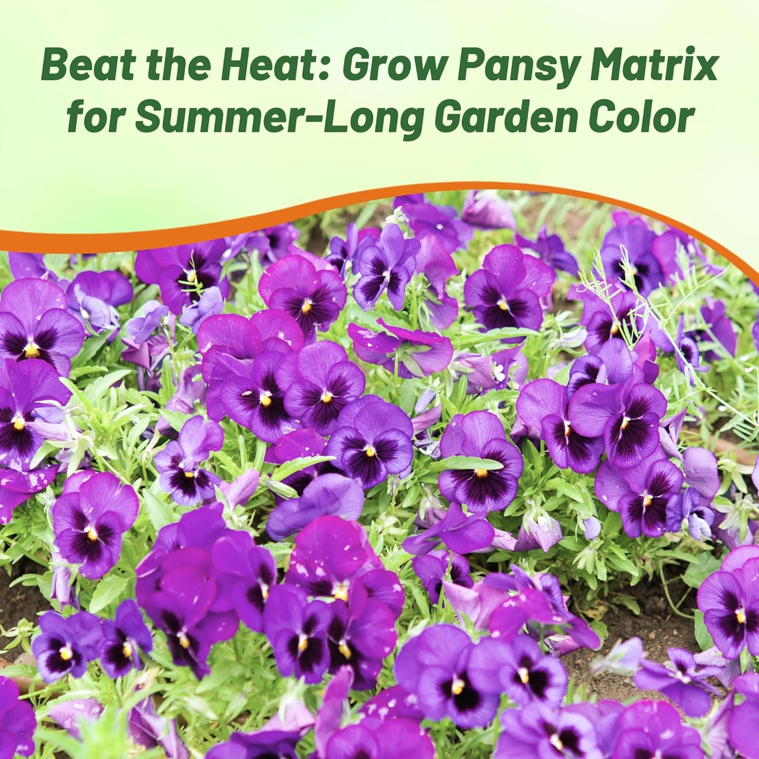 Pansy Matrix Ocean Flower Bed
