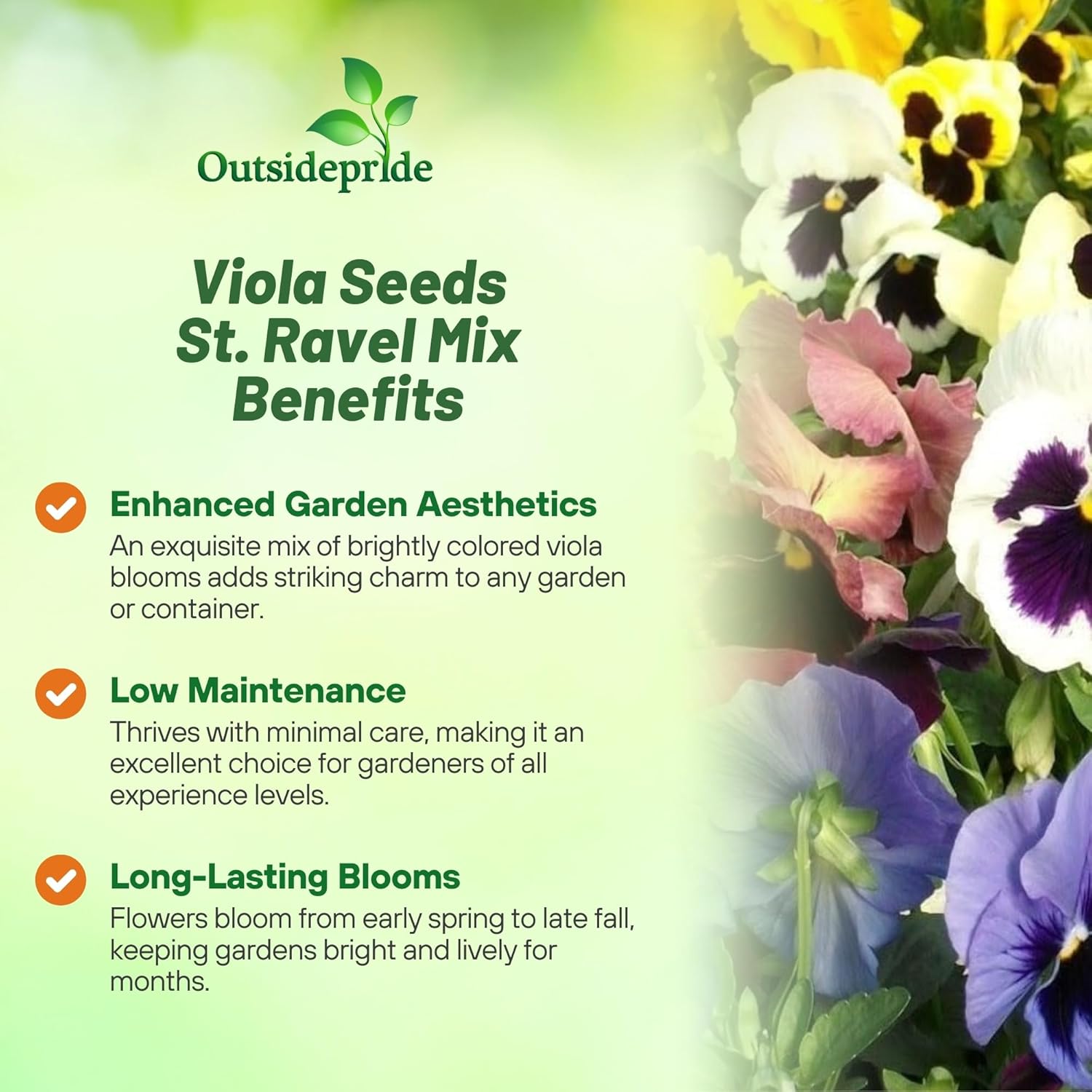 Viola St. Ravel Mix Flowers