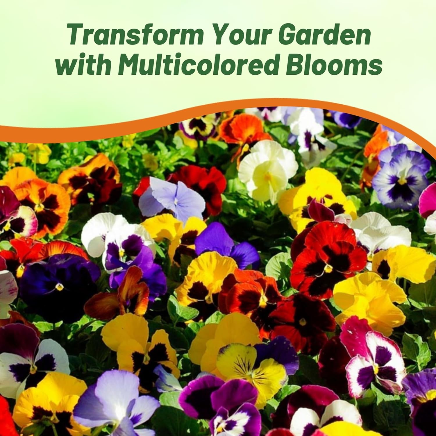 Viola Tricolor St. Ravel Mix