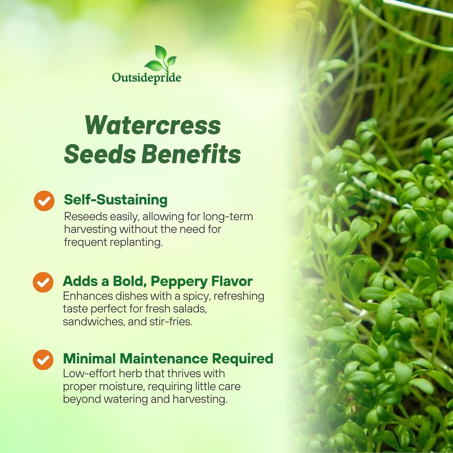 Watercress Herb Gareden Plants
