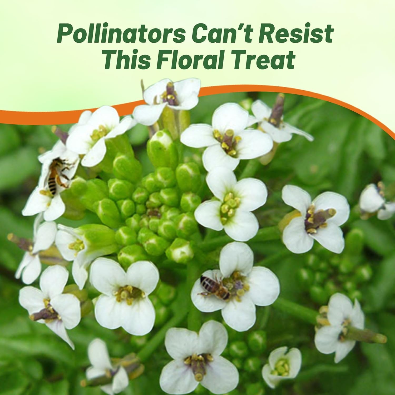Watercress Herb Garden Pollinating Bee