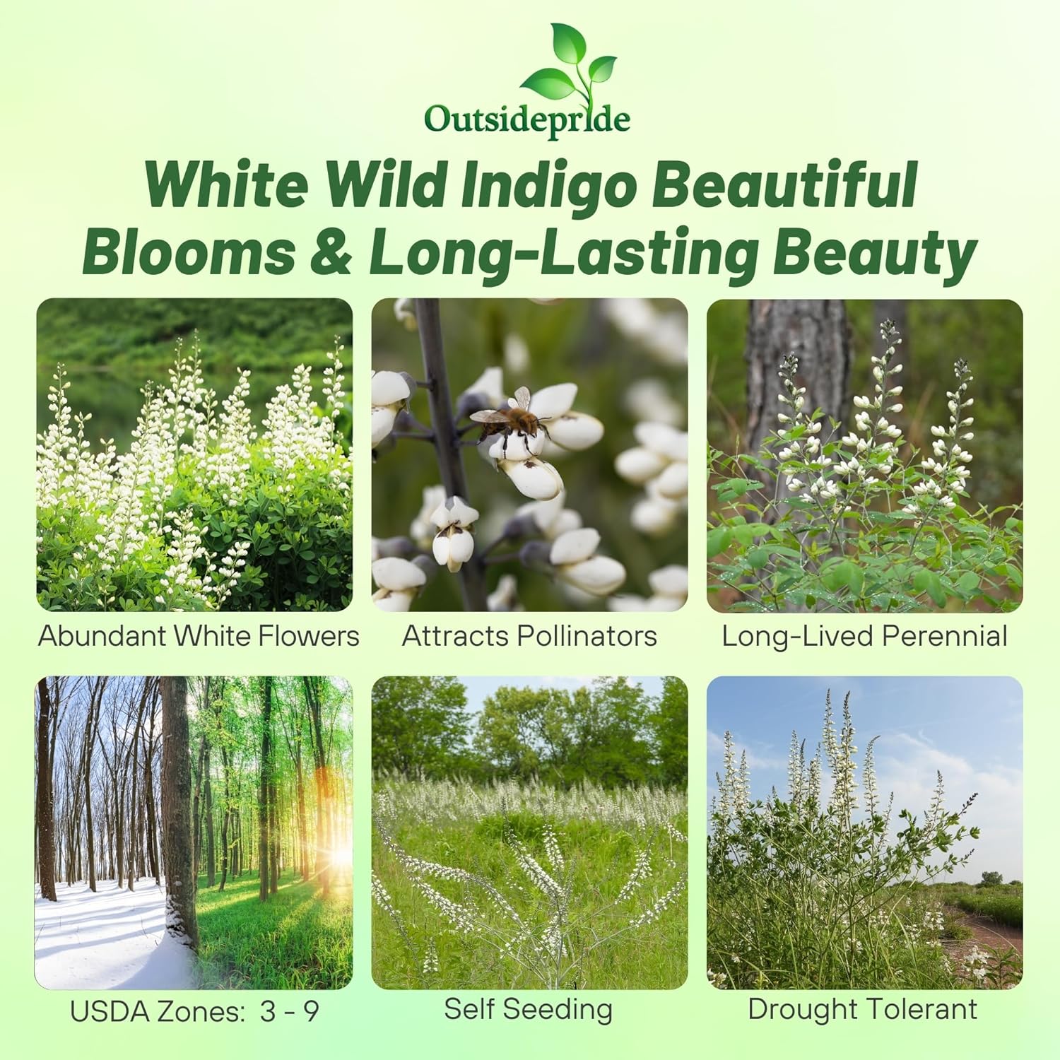 Baptisia Alba White Indigo