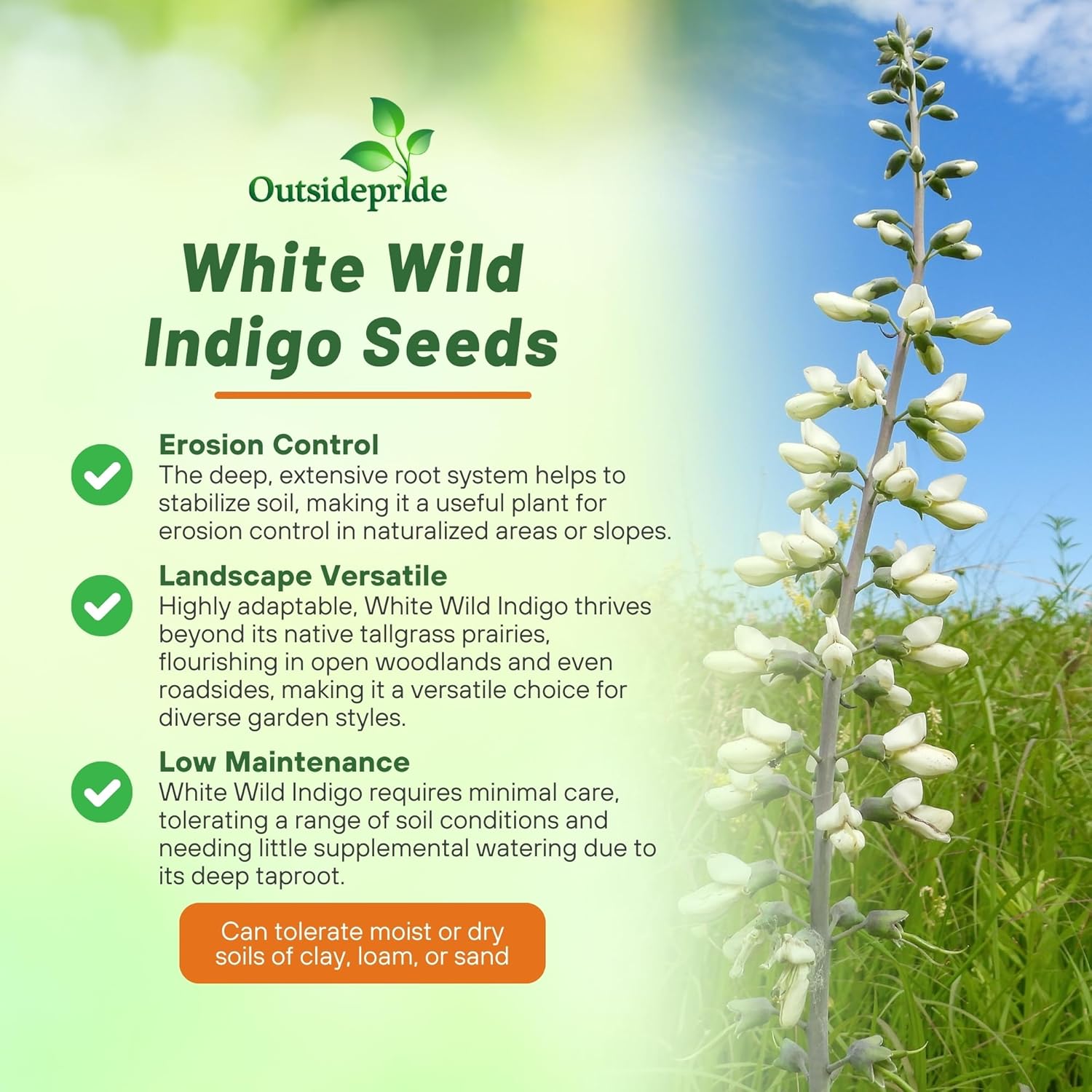 White False Indigo Herbs