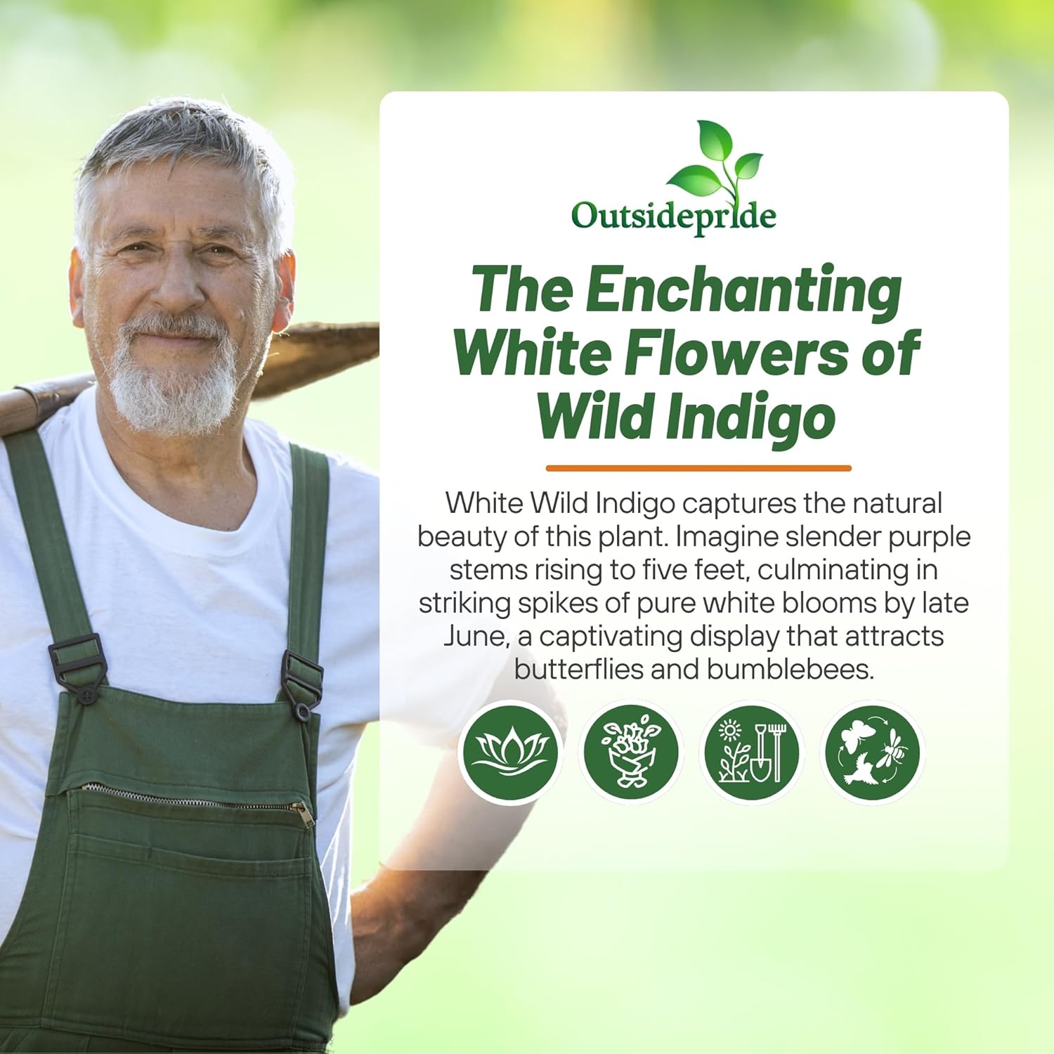 Drought Tolerant White Wild Indigo