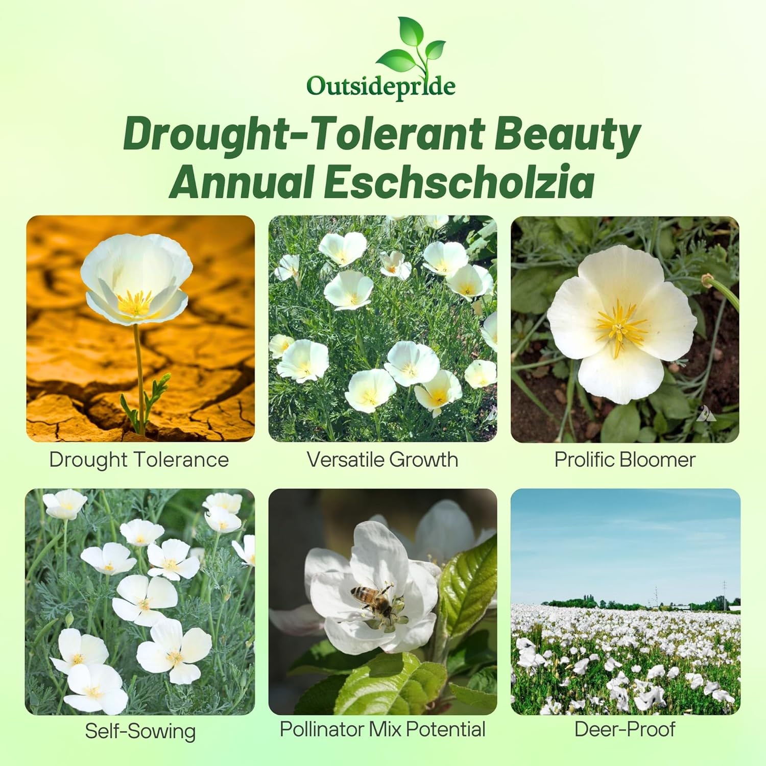 California Poppy White Flowers