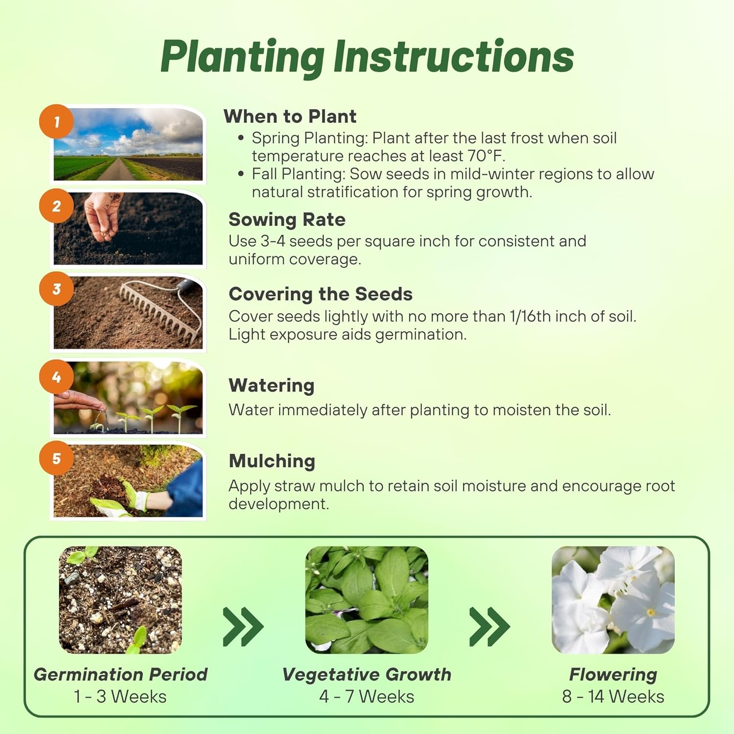 Phlox White Planting Directions