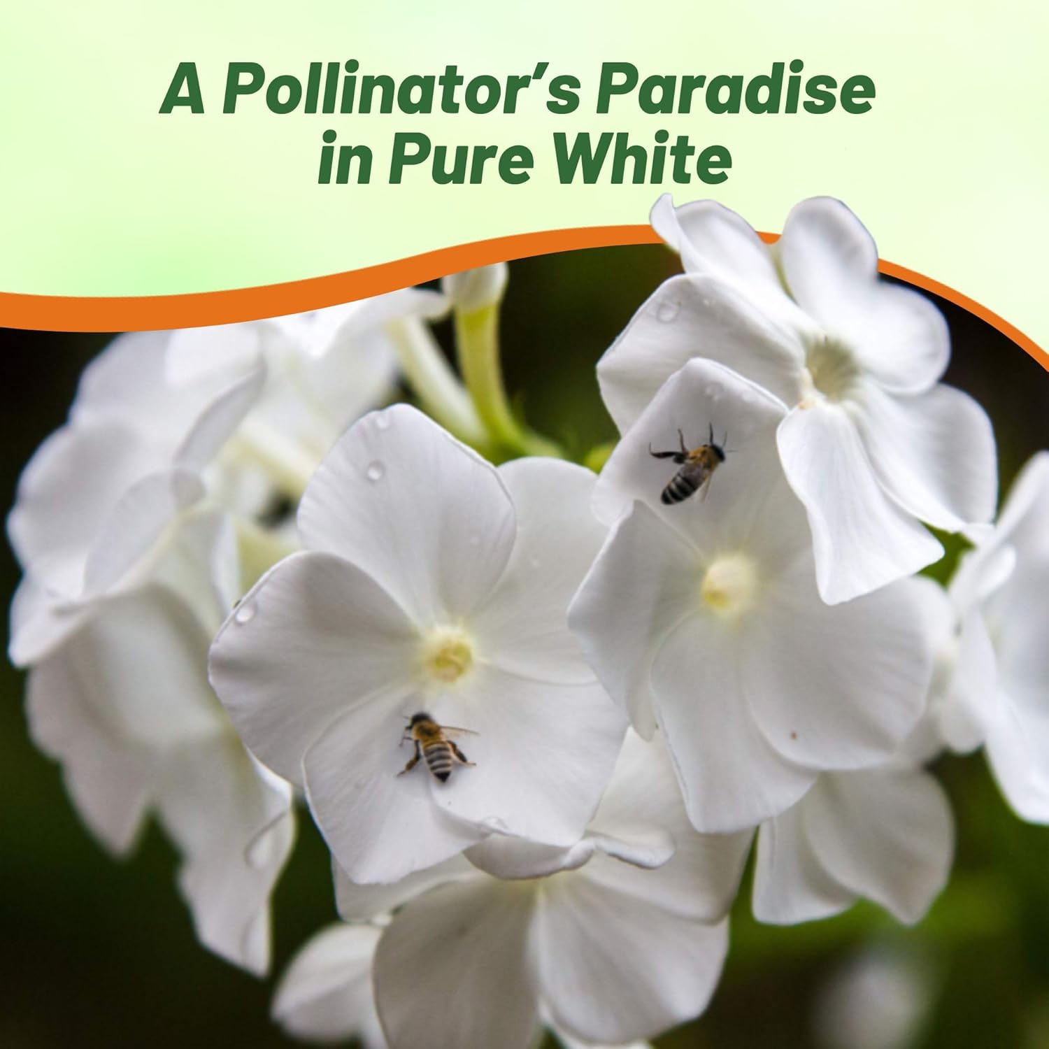 Phlox White Flower Pollinator