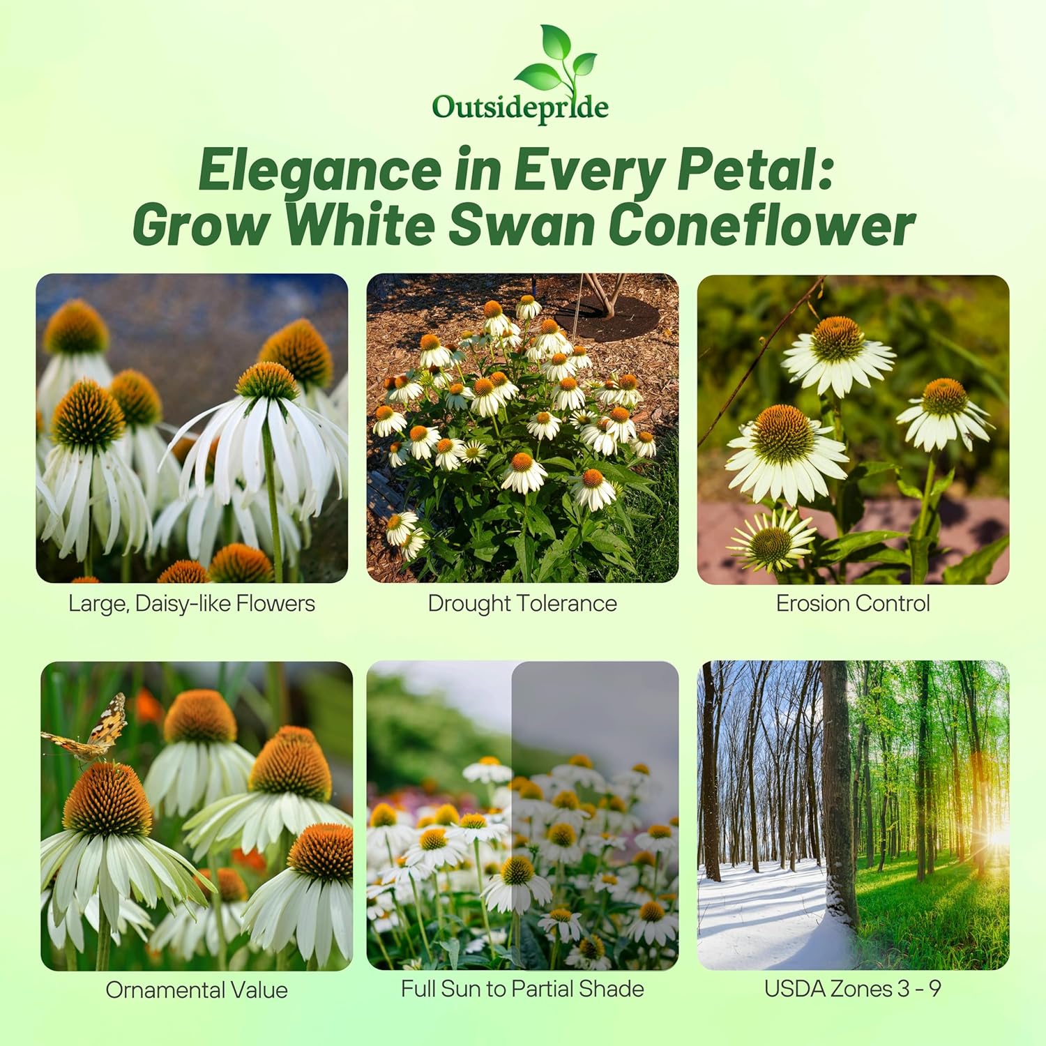 White Swan Coneflowers Planting Directions