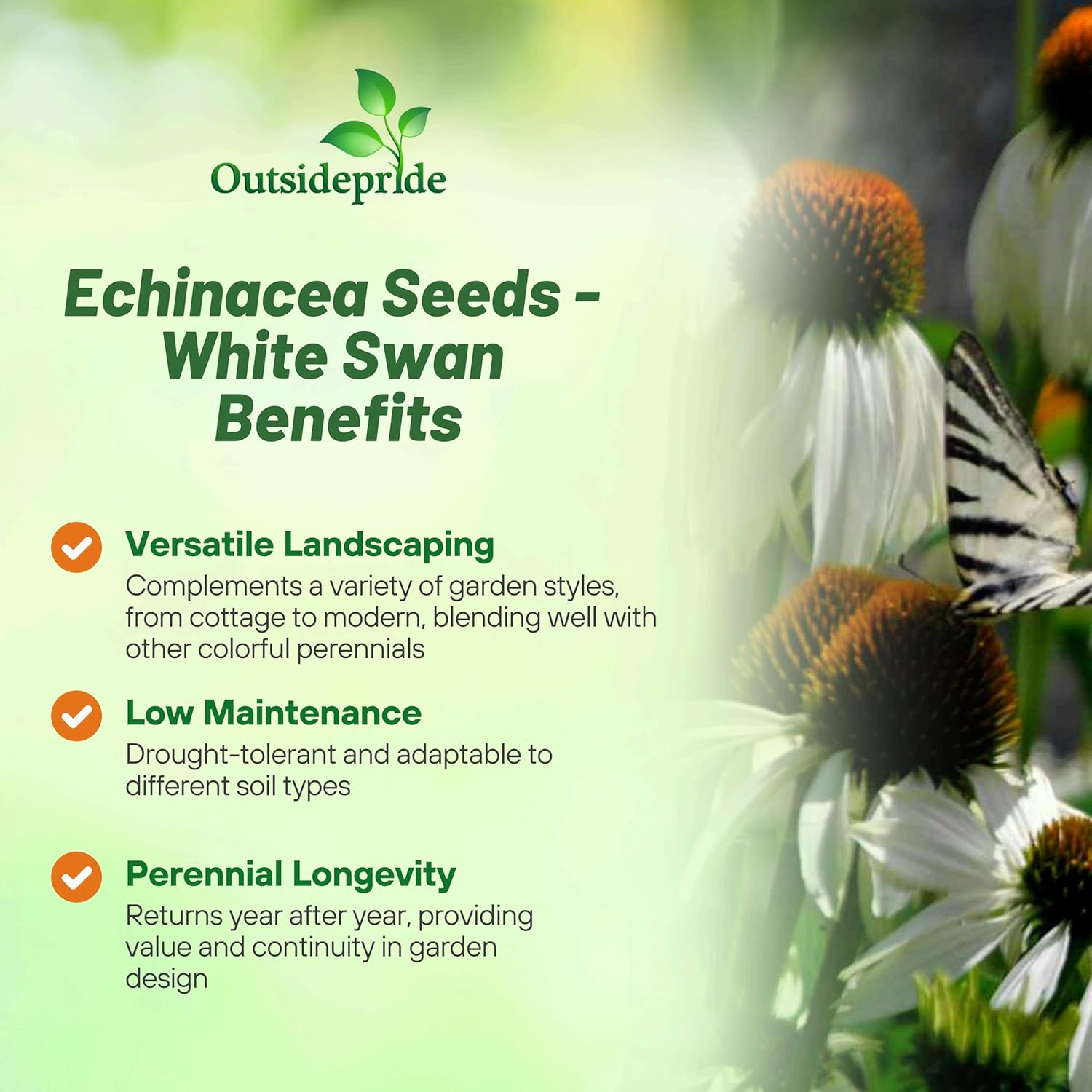 White Swan Coneflowers Drought Tolerance