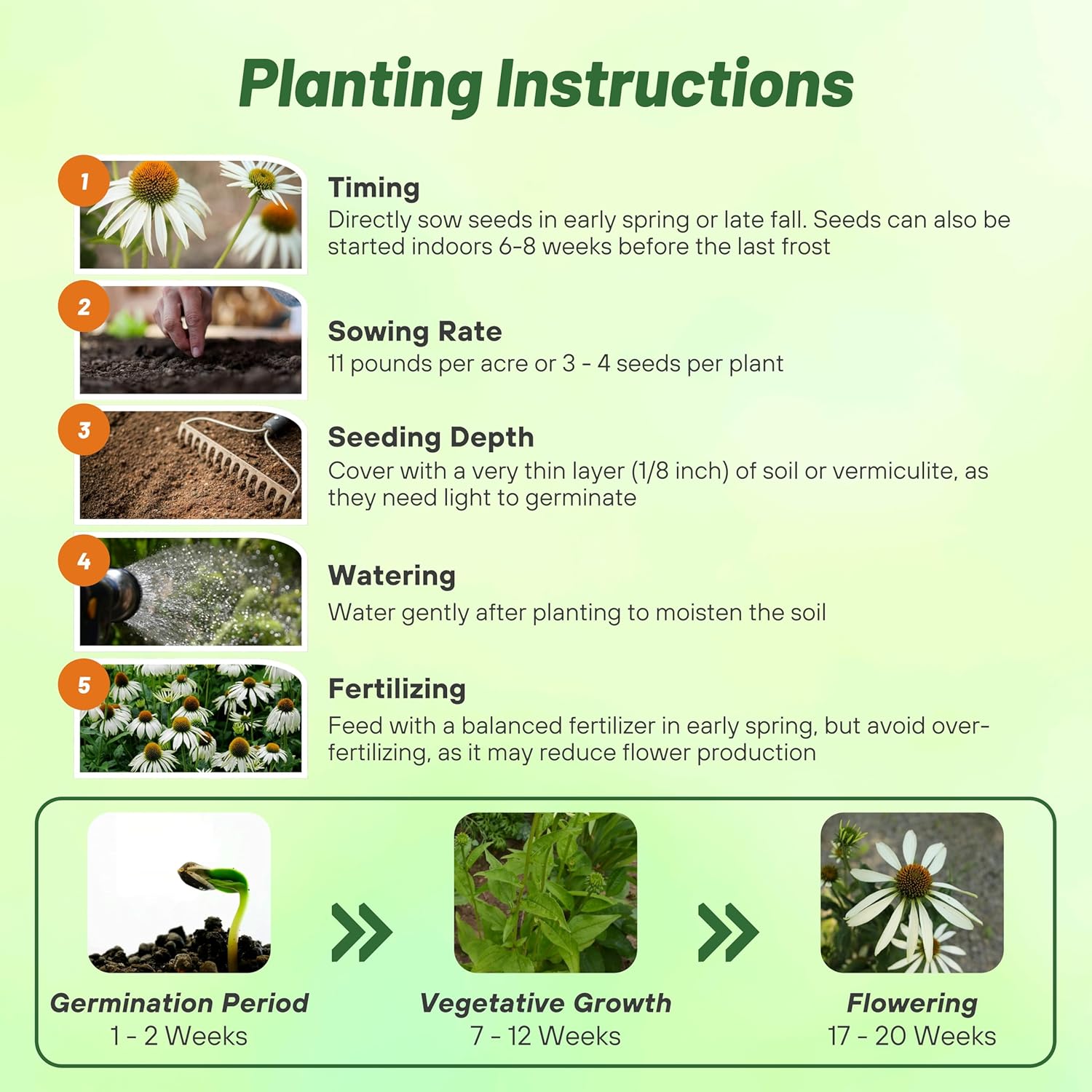 Echinacea Purpurea White Flower Seeds