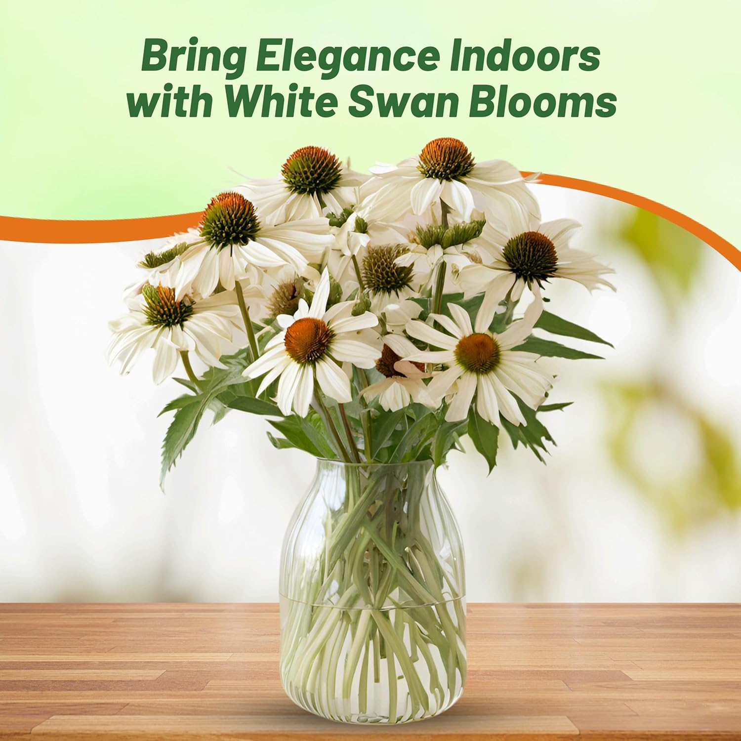 Echinacea Purpurea Alba Flowers