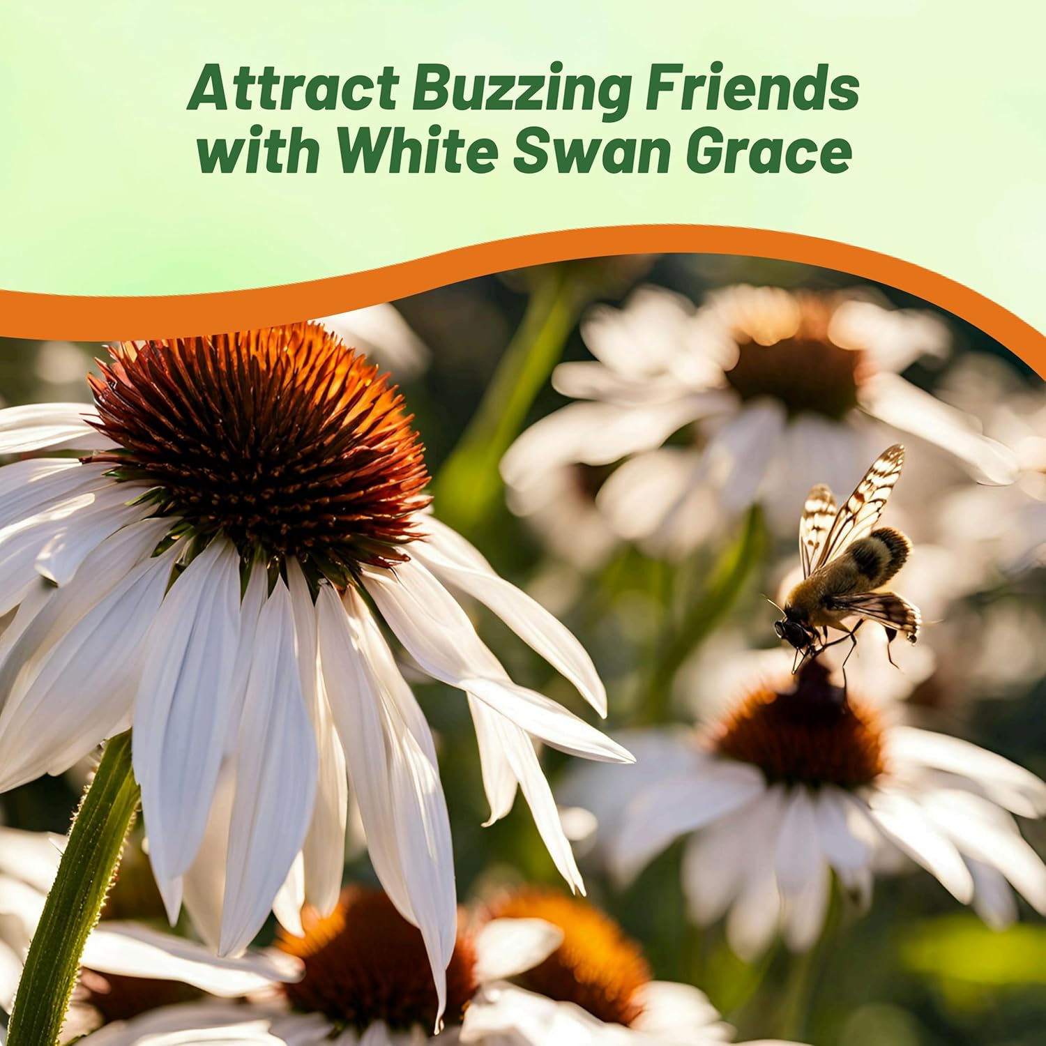 White Swan Coneflowers Fower Garden