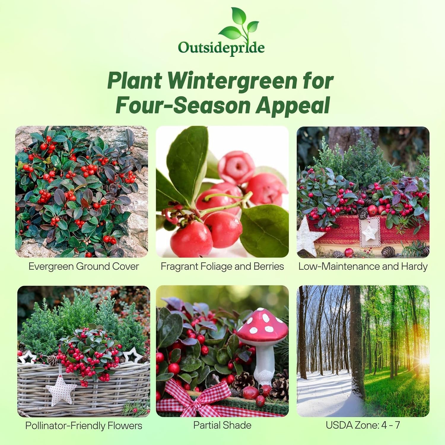 20 Creepng Wntergreen Seeds - Gaulthera Procumbens - Evergreen
