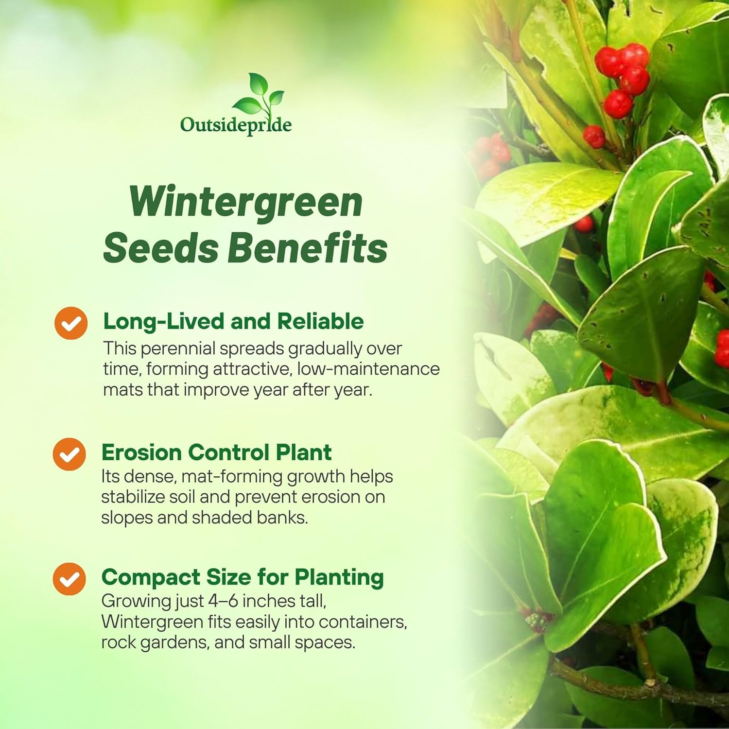 Wintergreen Ground Cover Plants