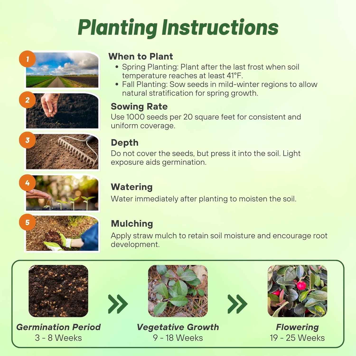 Low Growing Wintergreen Plants