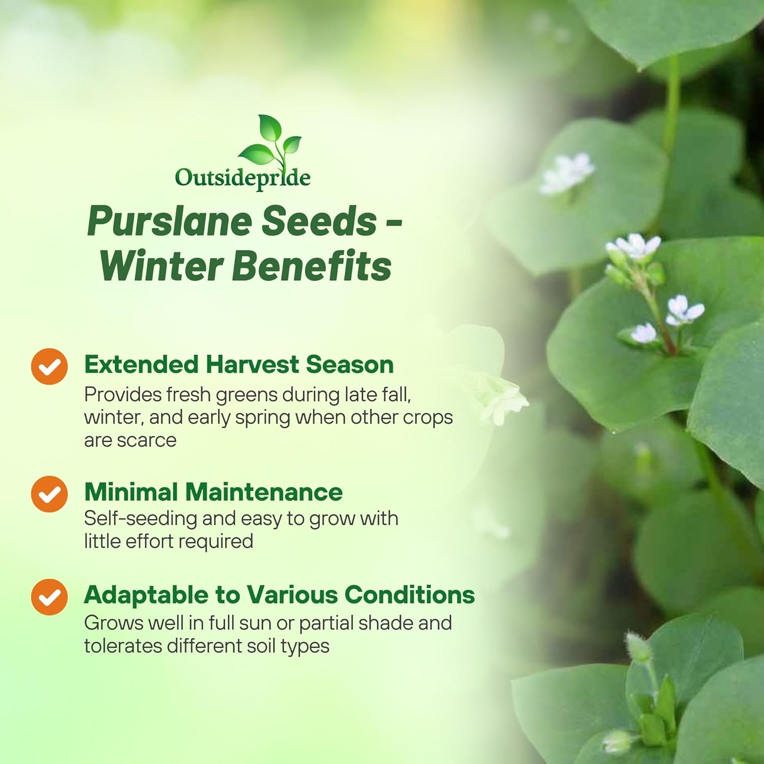 Winter Purslane Herb Plants