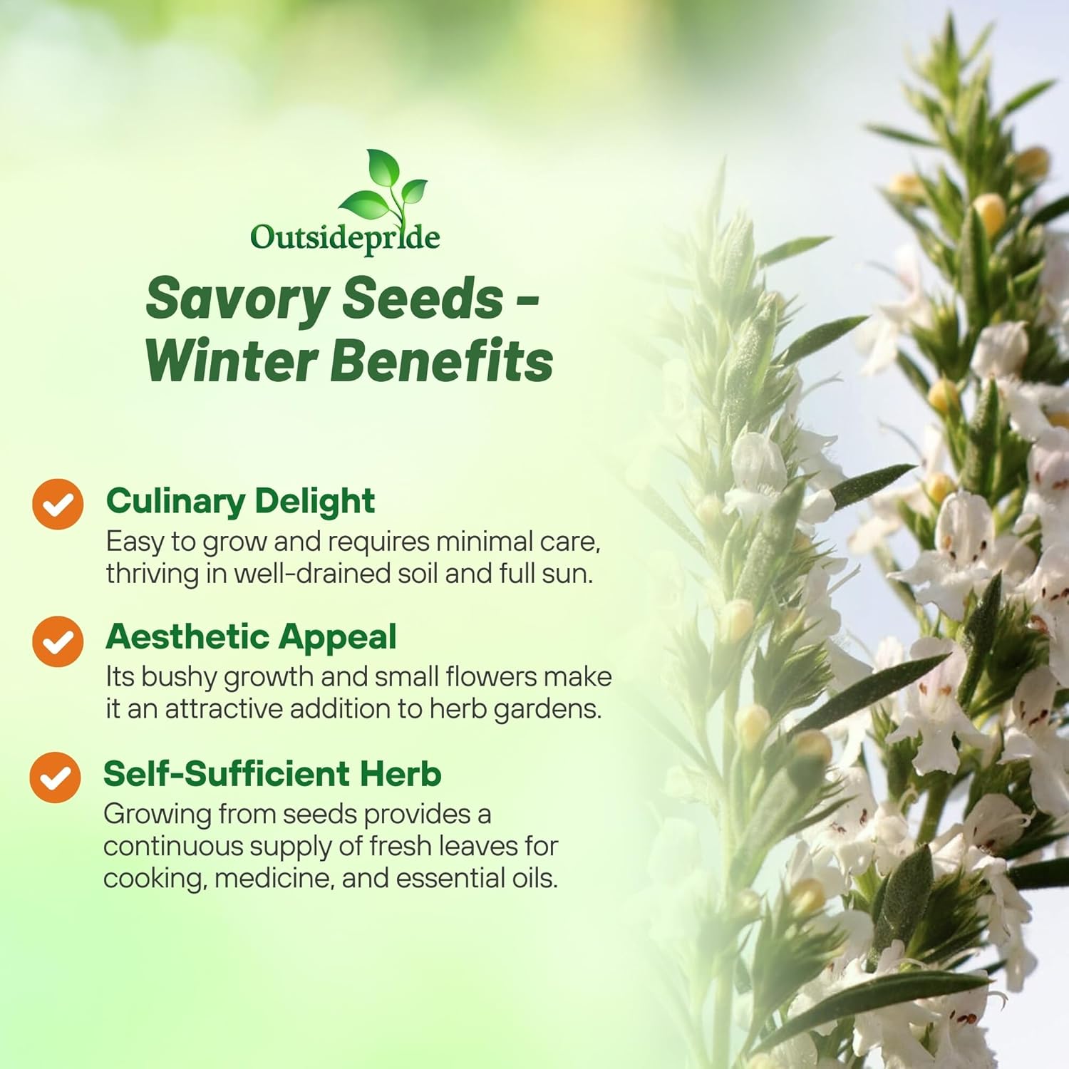 Perennial Winter Savory Plants