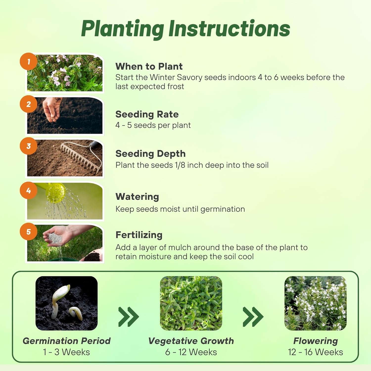 Winter Savory Herb Seed Planting Directions