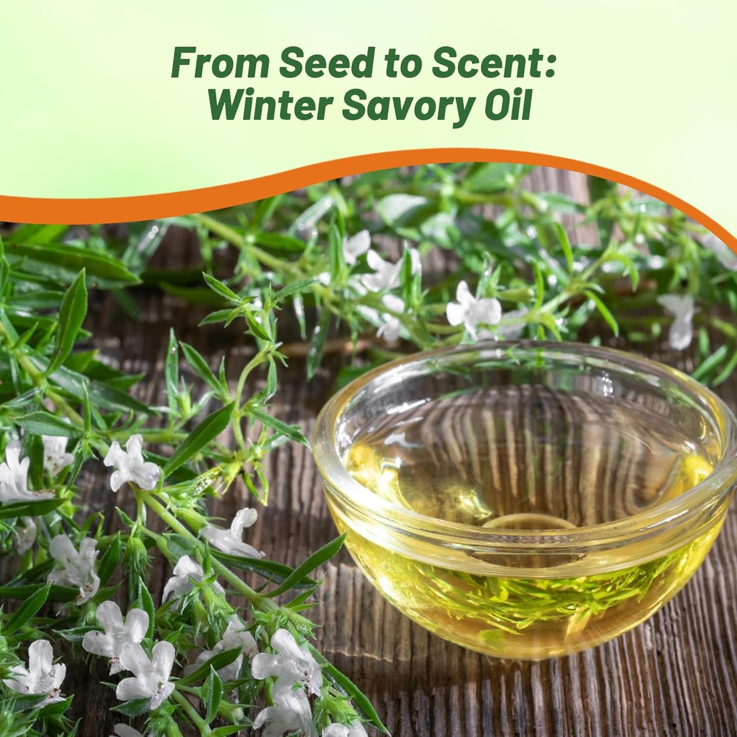 Winter Savory Aromatic Hedge