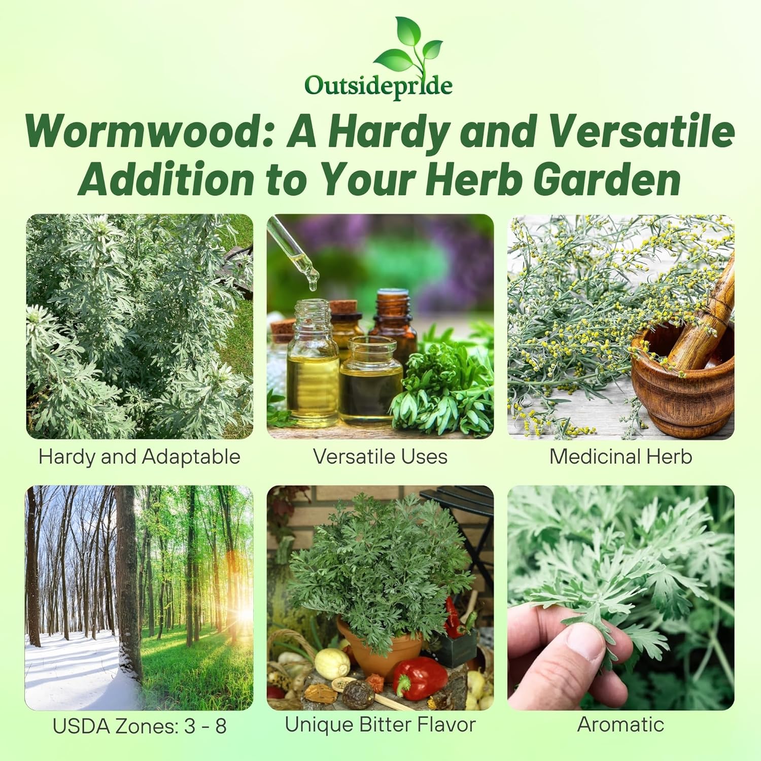 Grand Absinthe Wormwood Herb