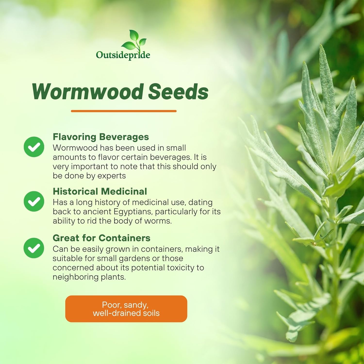 Artemisia Absinthium Wormwood Herb
