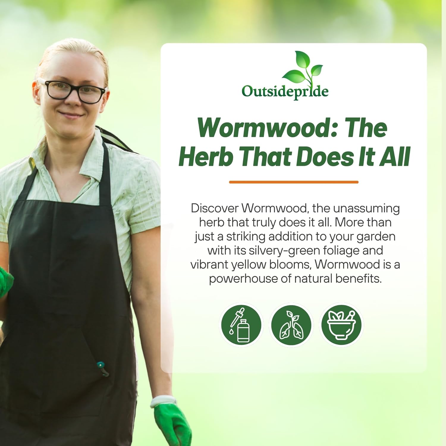Wormwood Herb Garden Seeds