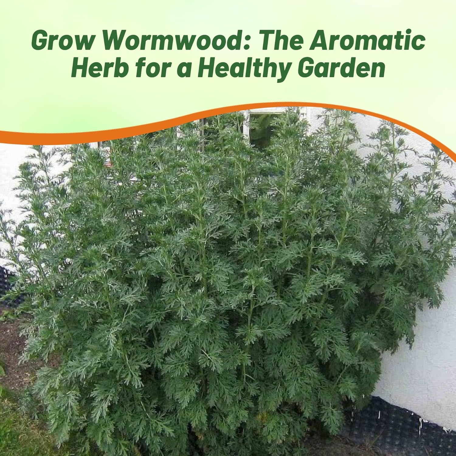 Medicinal & Culinary Wormwood Herb
