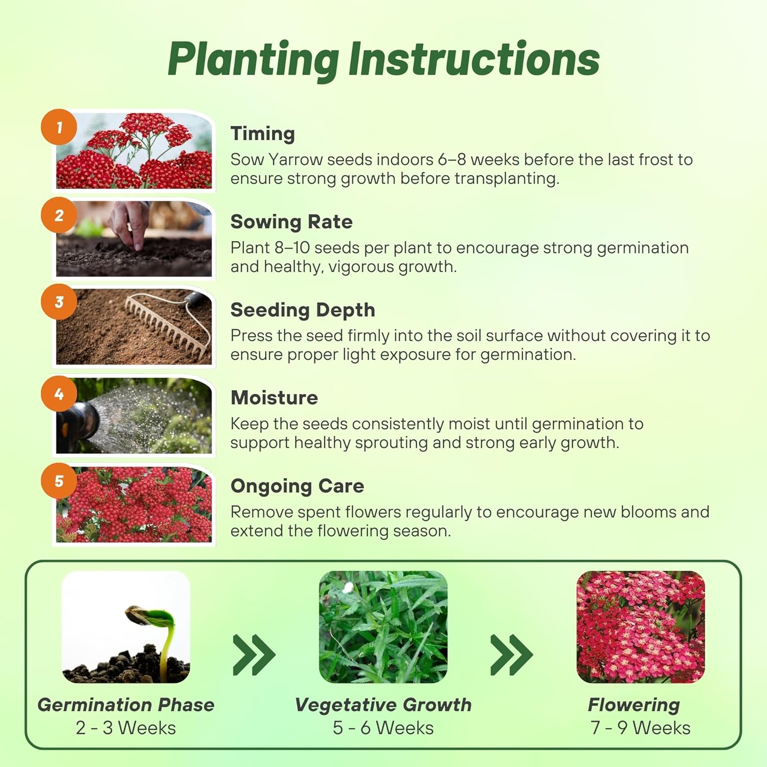 Achillea Millefolium Cerise Queen Directions