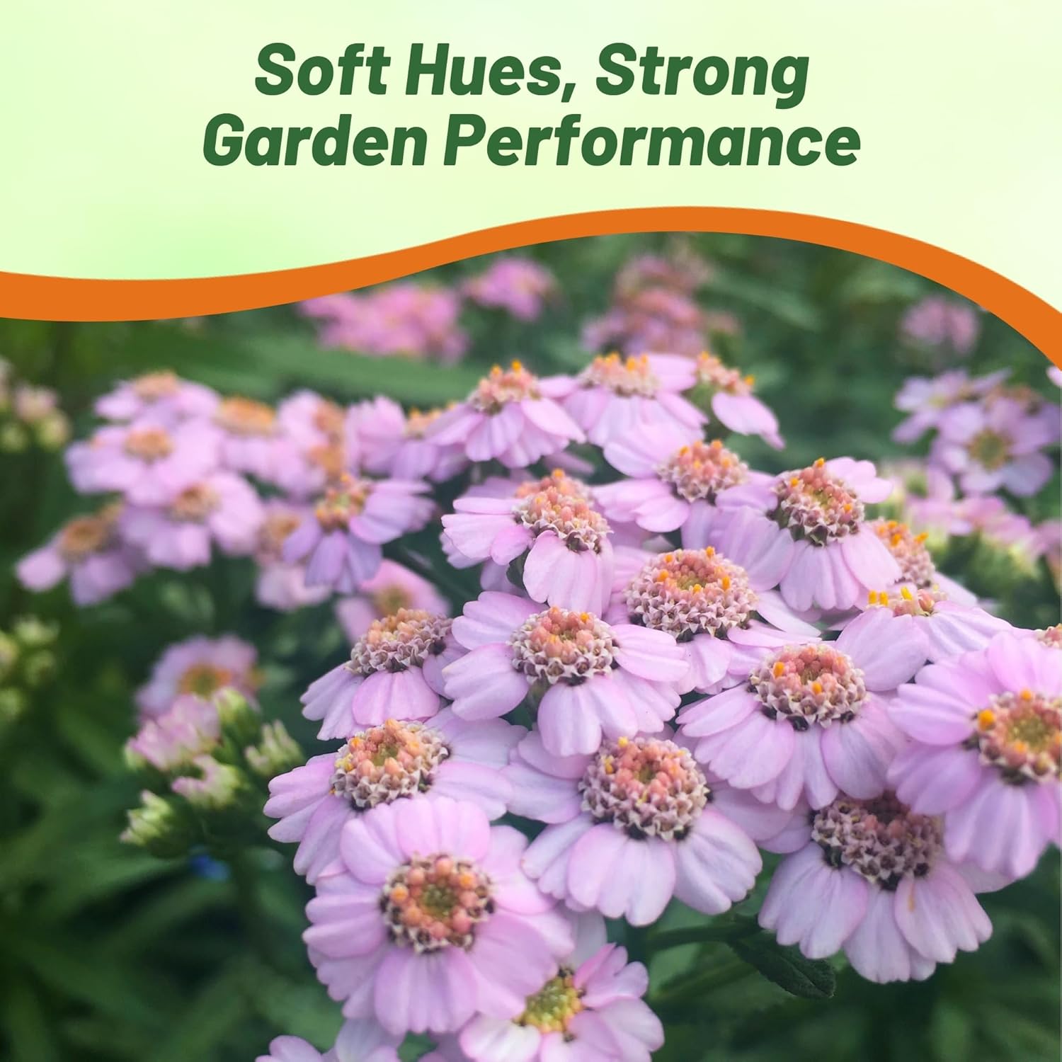 Achillea Love Parade Flower Seeds