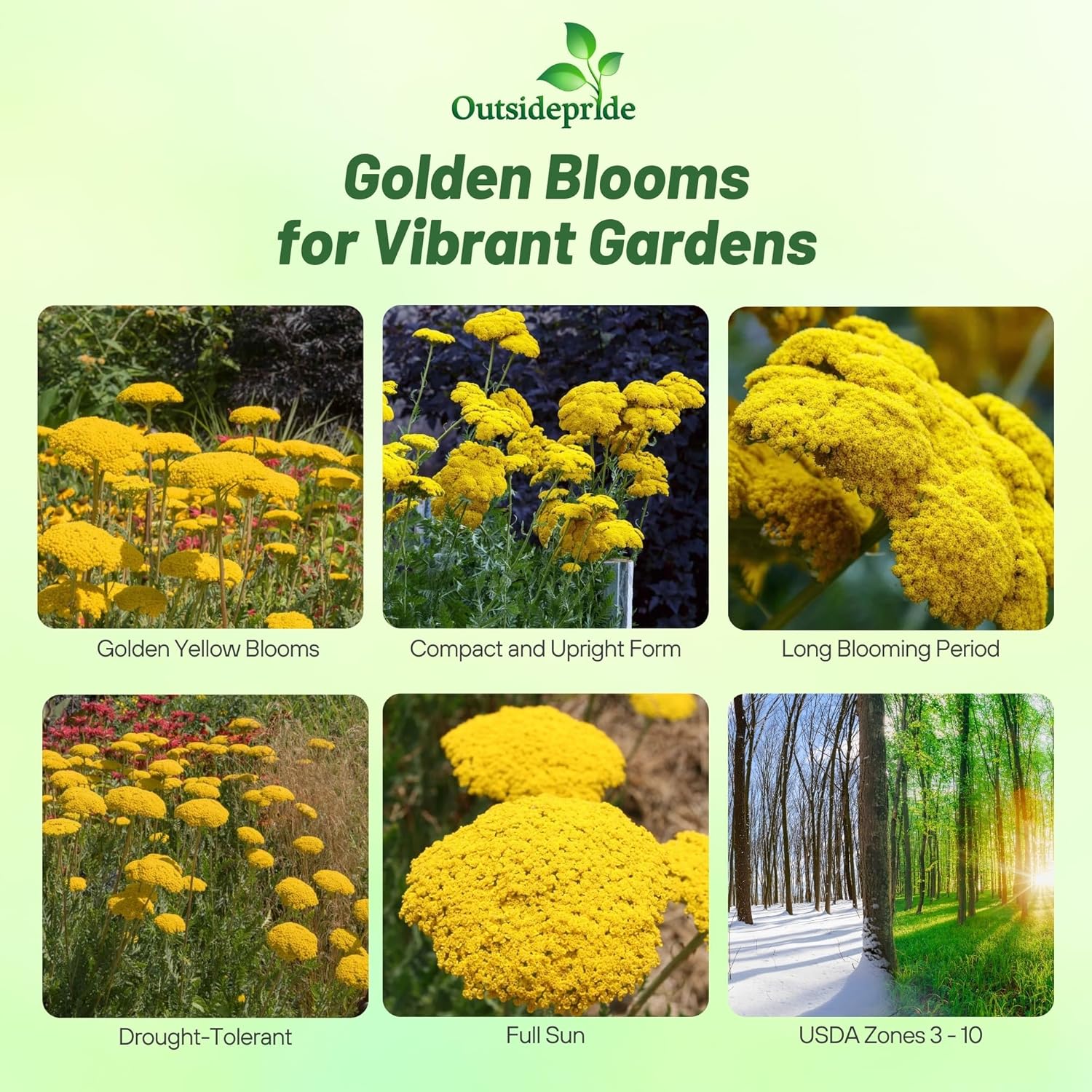 Yellow Yarrow Parker Flower Seeds